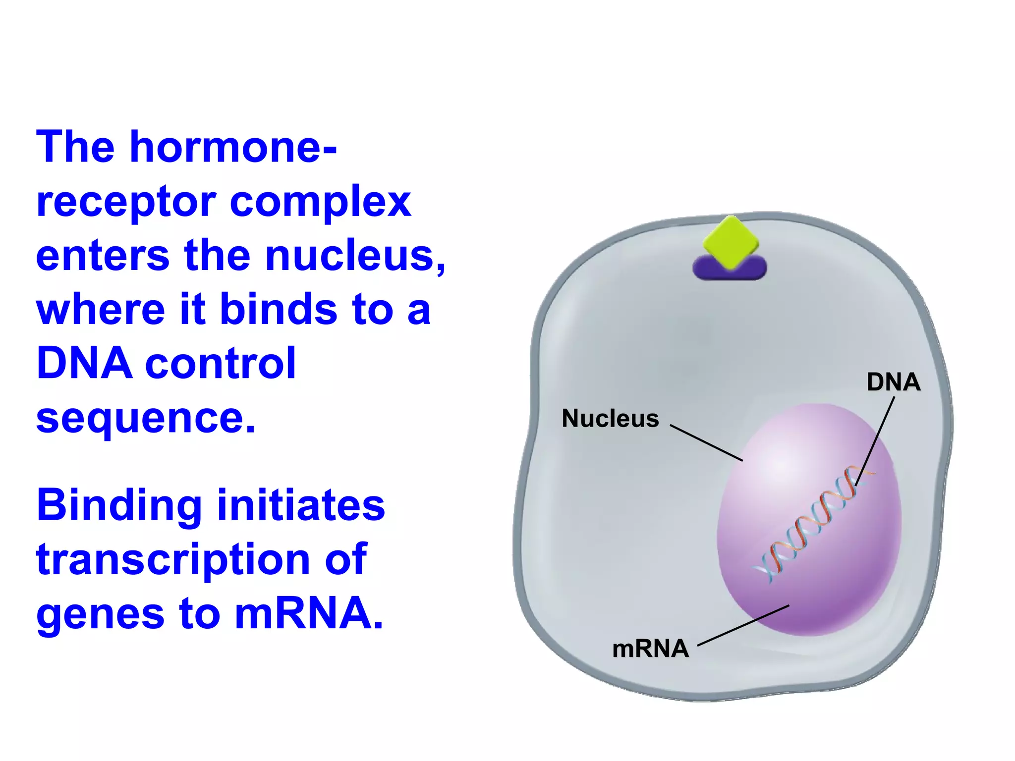 The hormone-receptor complex enters the nucleus, where it binds to a DNA control sequence. Binding initiates transcription of genes to mRNA. Nucleus DNA mRNA 