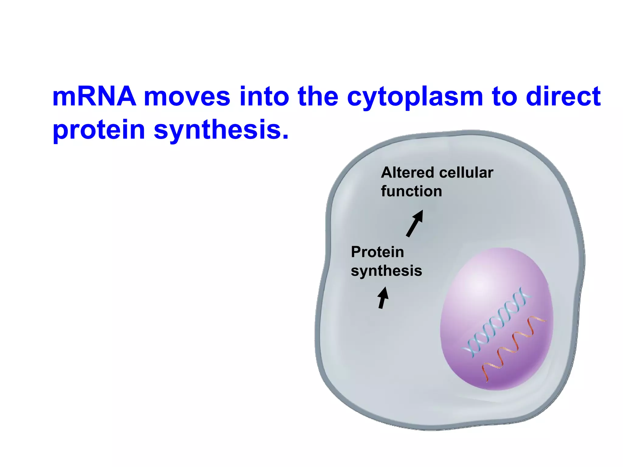 mRNA moves into the cytoplasm to direct protein synthesis. Protein  synthesis Altered cellular  function 