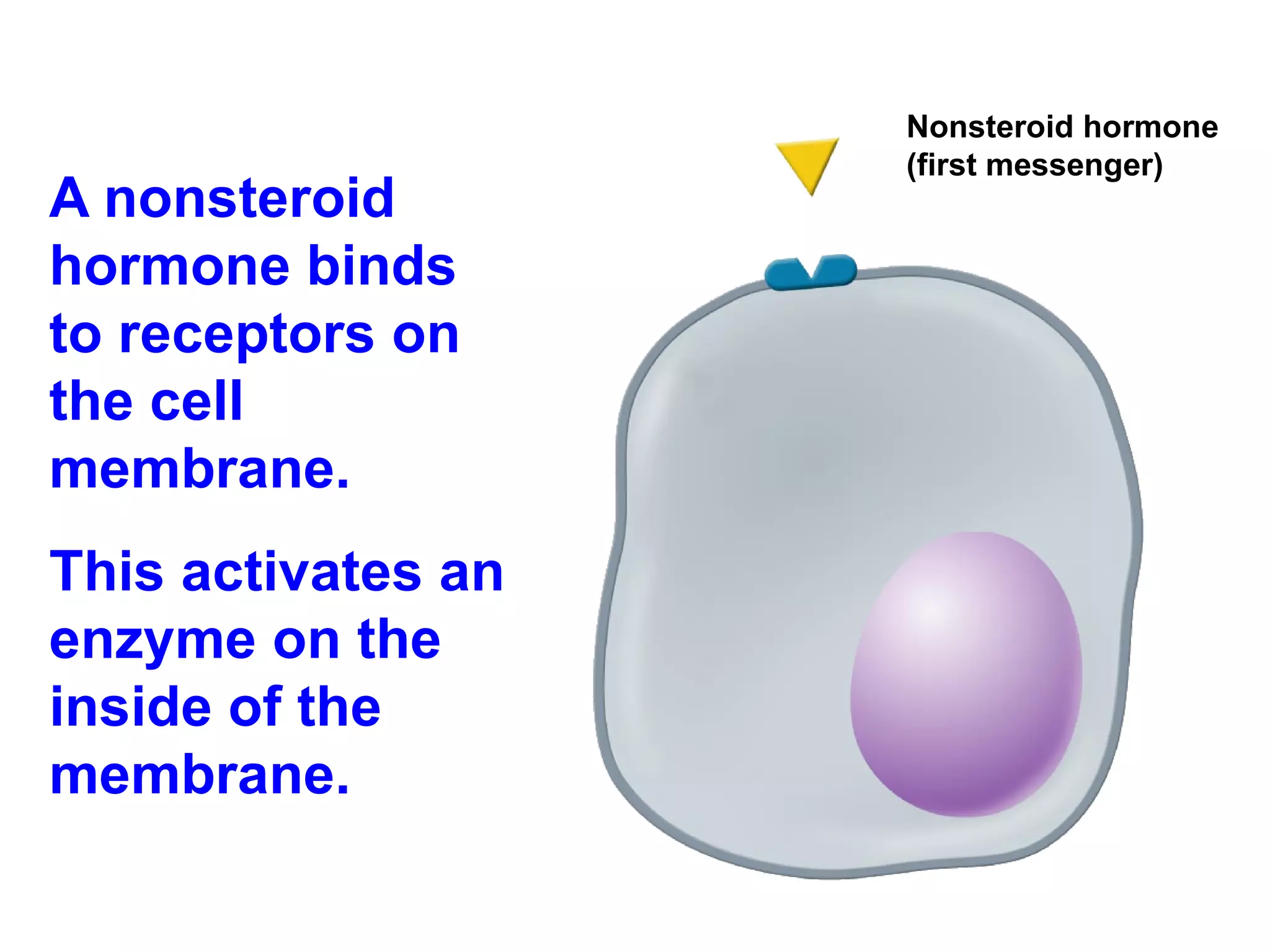 A nonsteroid hormone binds to receptors on the cell membrane. This activates an enzyme on the inside of the membrane. Nonsteroid hormone (first messenger) 
