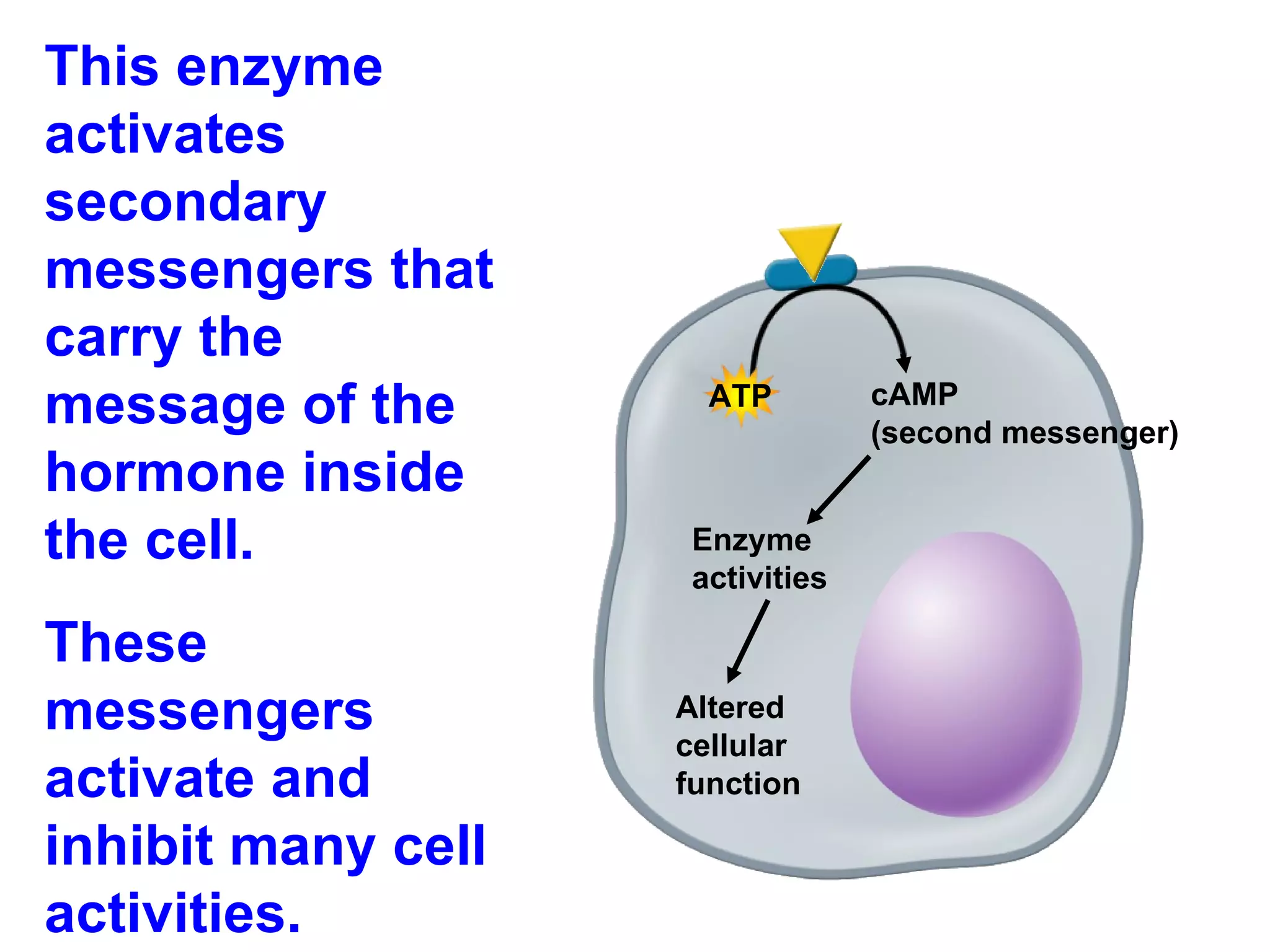 This enzyme activates secondary messengers that carry the message of the hormone inside the cell.  These messengers activate and inhibit many cell activities. ATP cAMP  (second messenger) Enzyme activities Altered cellular function 