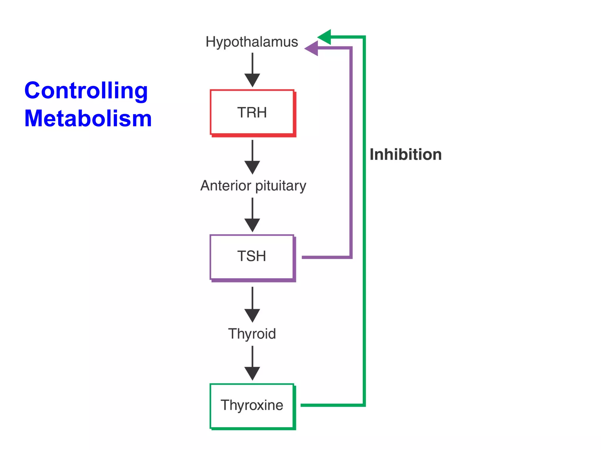 Controlling Metabolism 