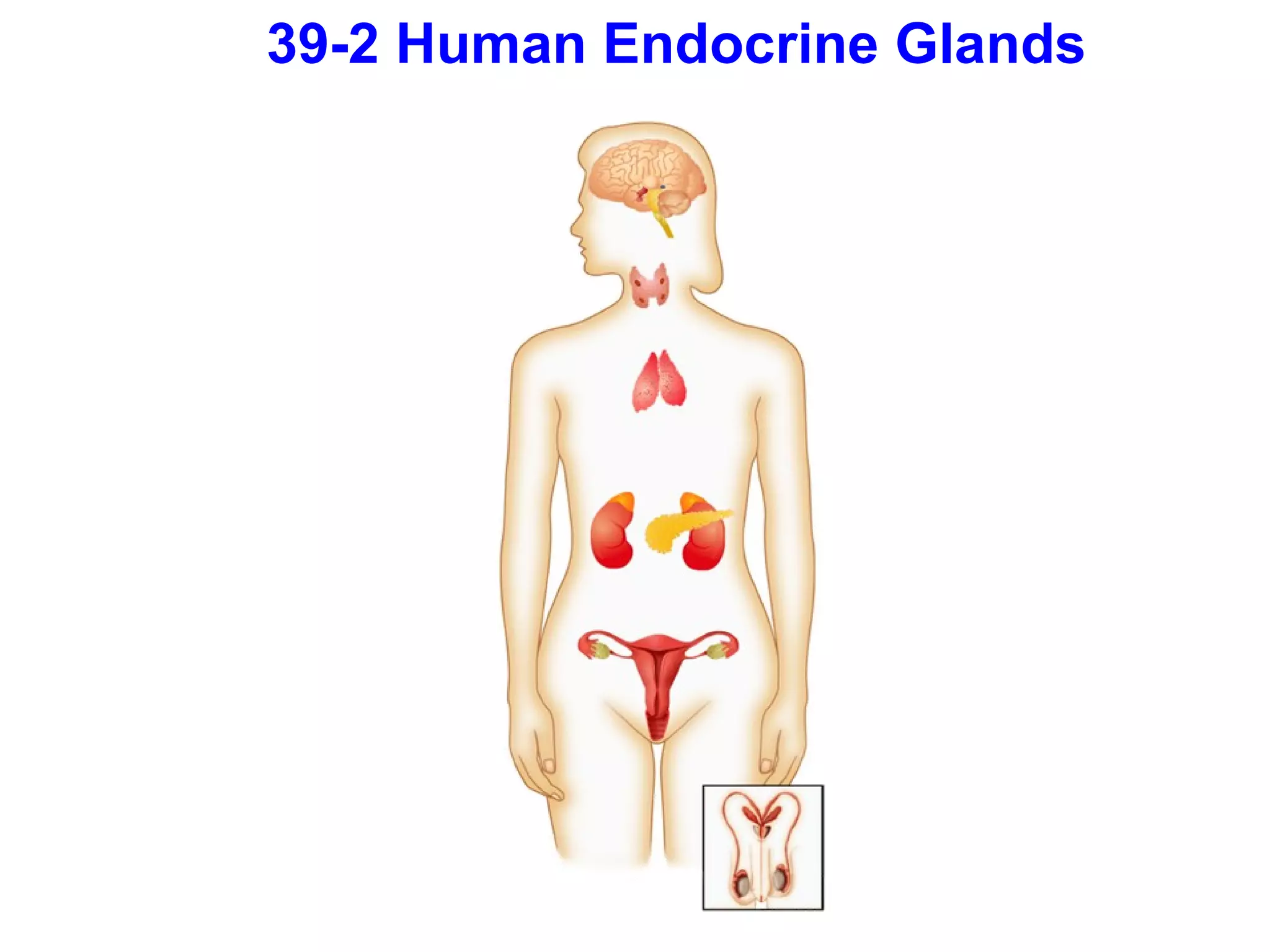 39-2 Human Endocrine Glands 