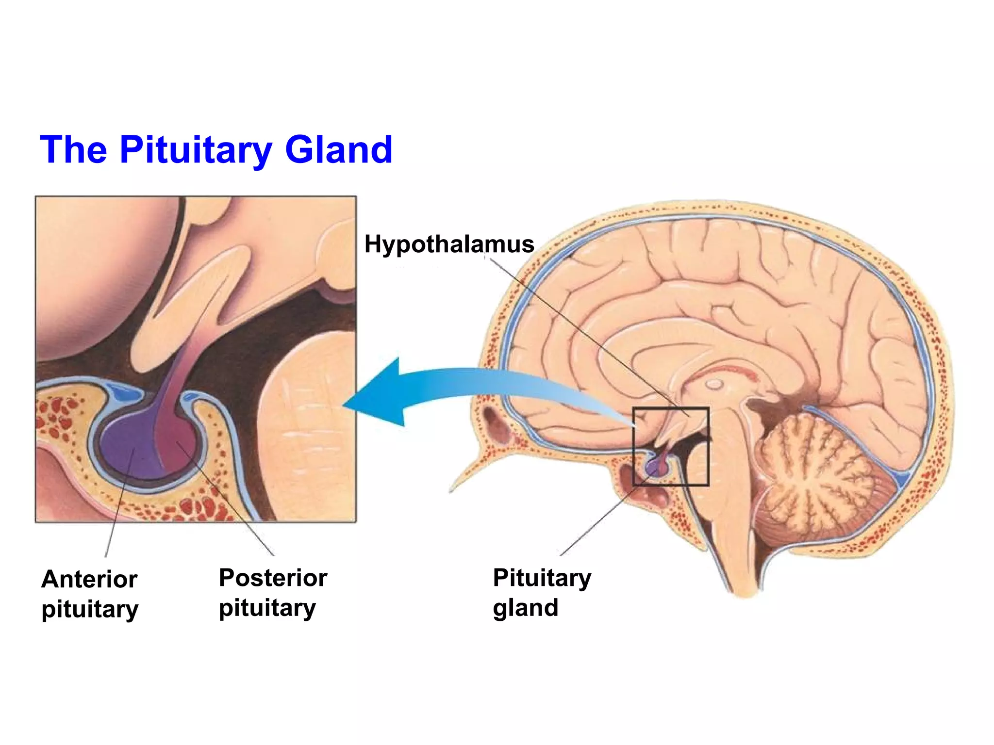 The Pituitary Gland Hypothalamus Pituitary gland Posterior pituitary Anterior pituitary 