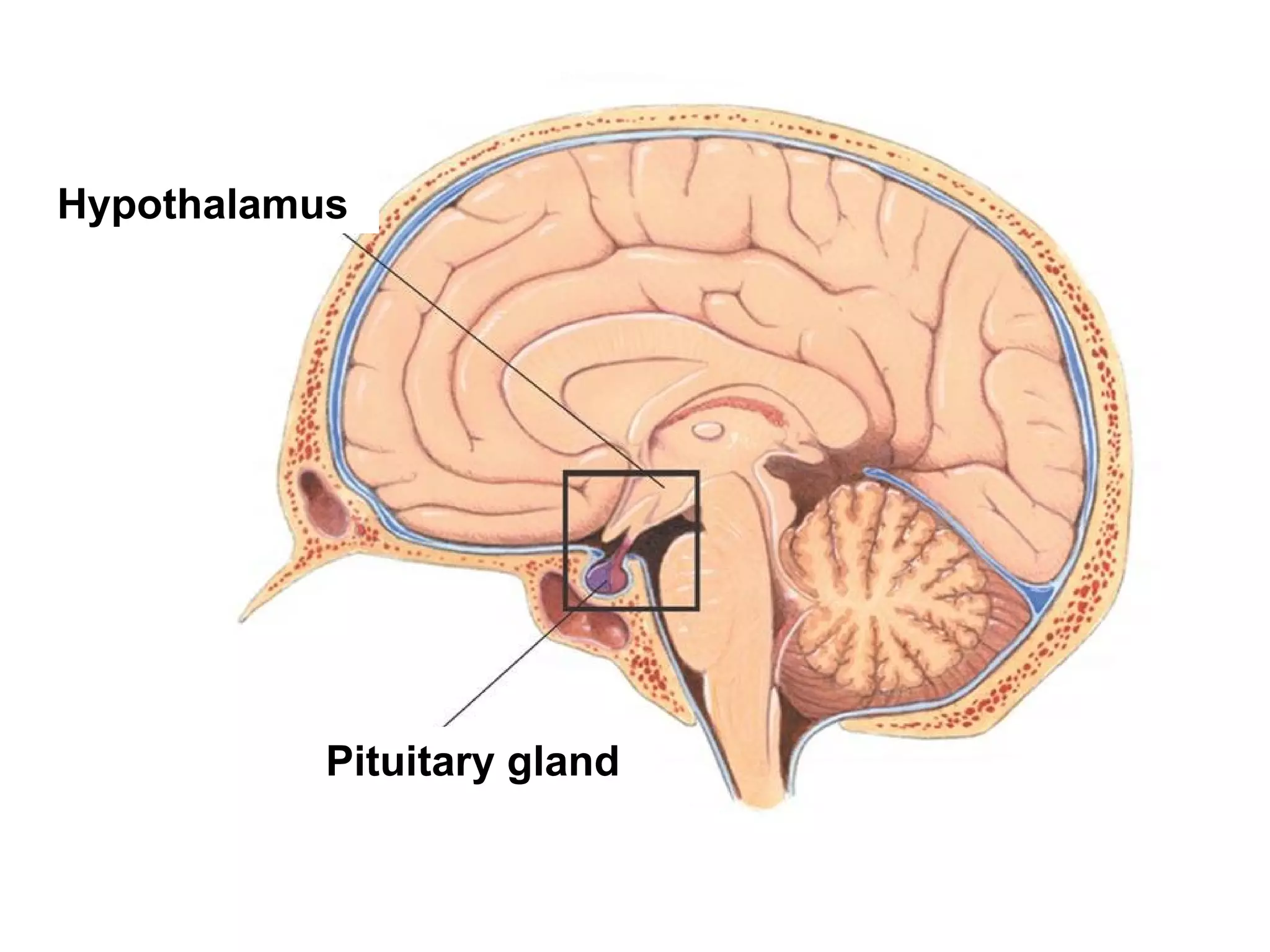 Hypothalamus Pituitary gland 