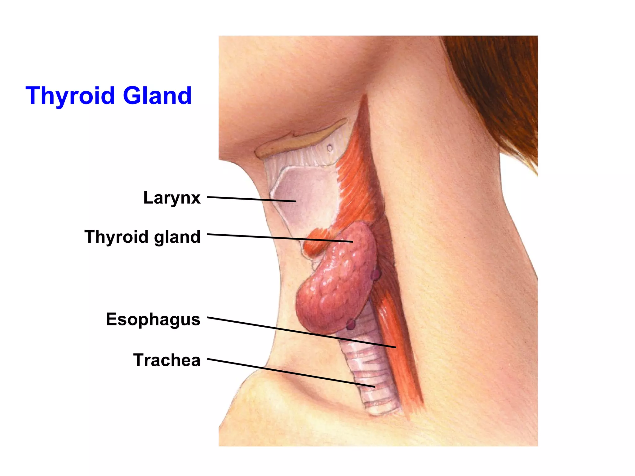 Thyroid Gland Larynx Thyroid gland Esophagus Trachea 