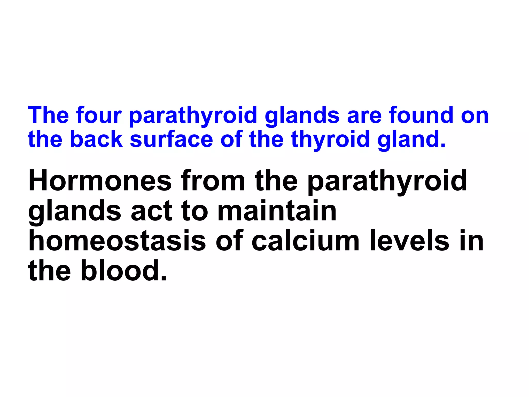 The four parathyroid glands are found on the back surface of the thyroid gland. Hormones from the parathyroid glands act to maintain homeostasis of calcium levels in the blood. 