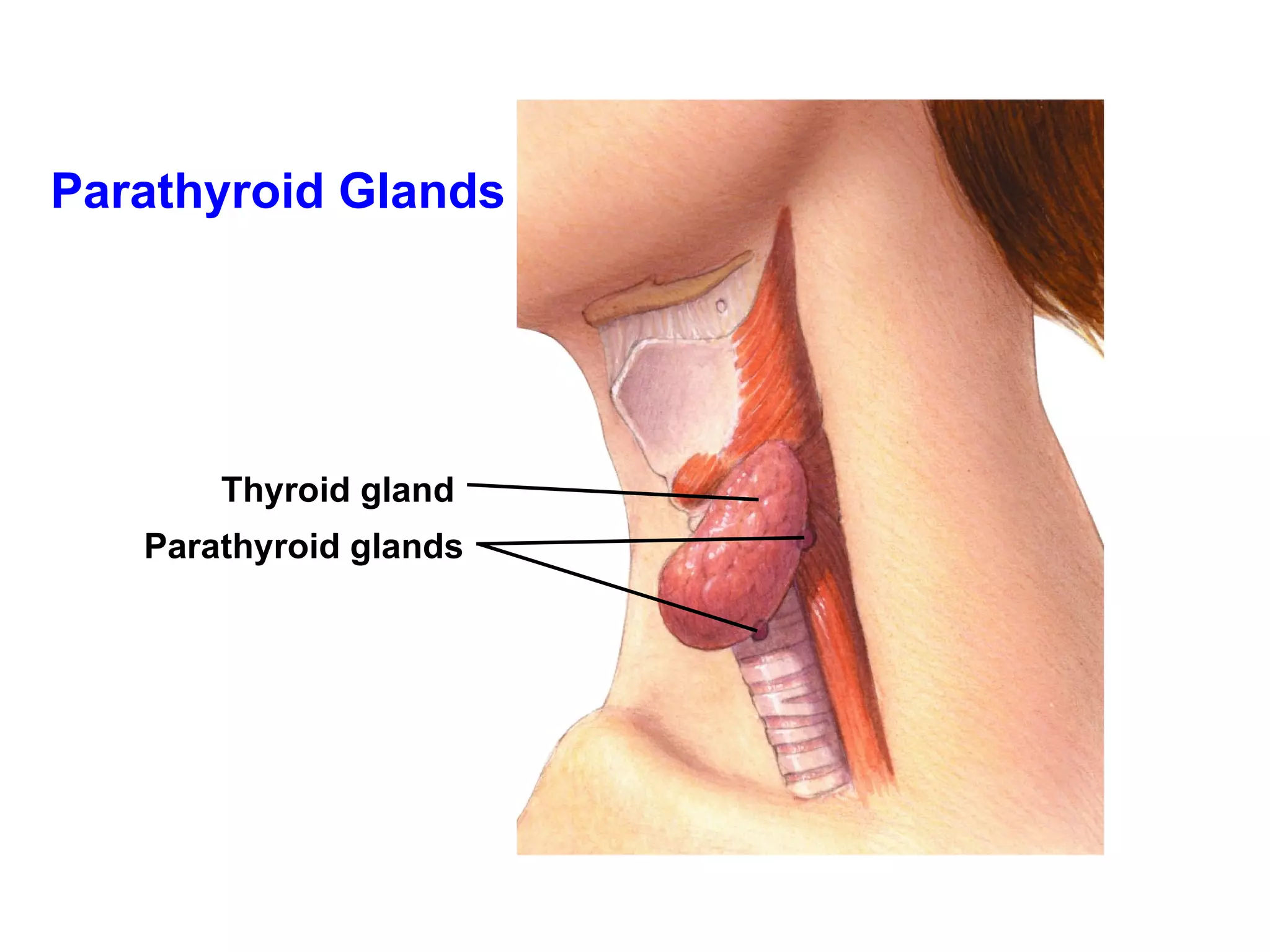 Parathyroid Glands Thyroid gland Parathyroid glands 
