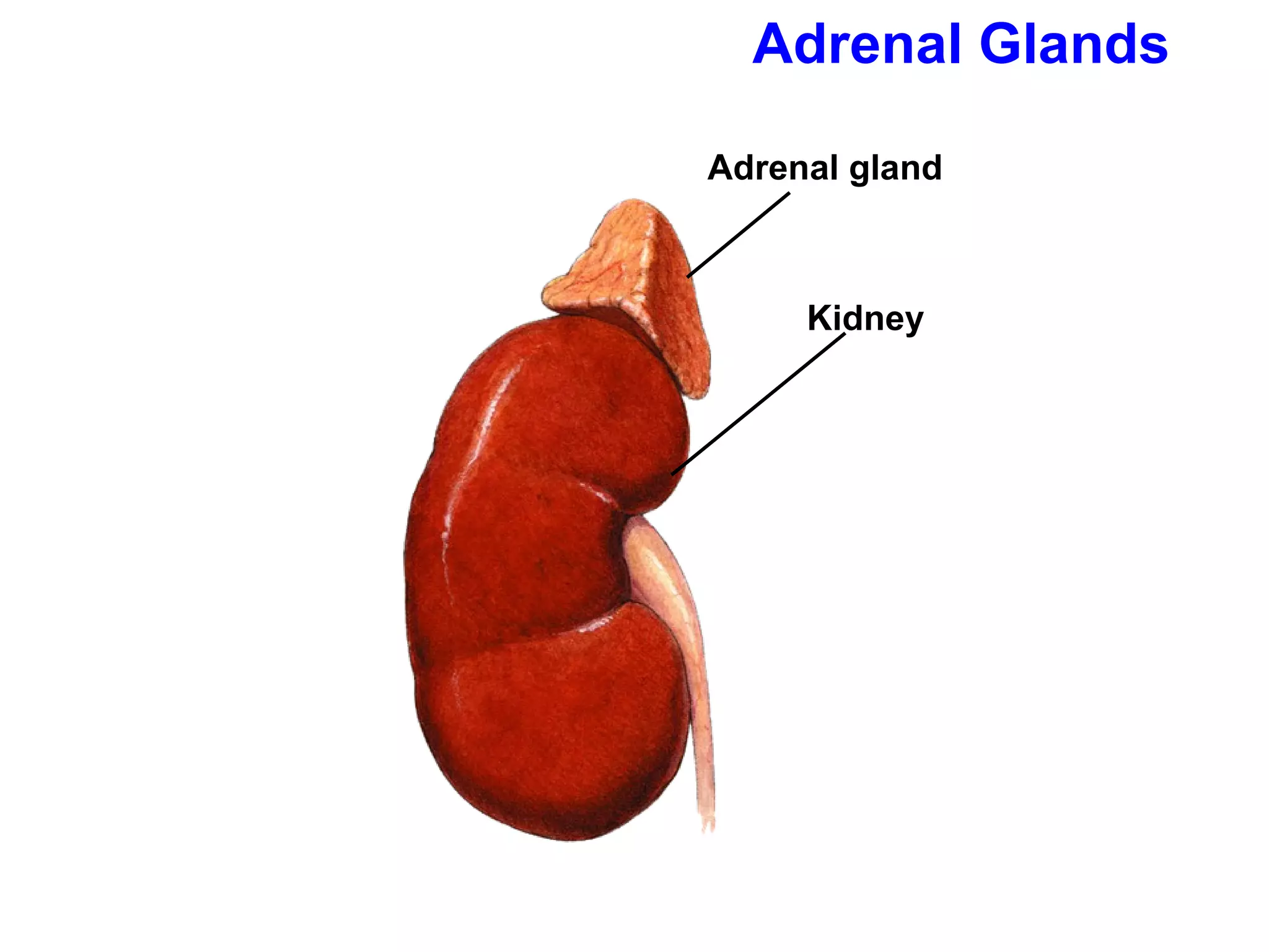 Adrenal Glands Adrenal gland Kidney  