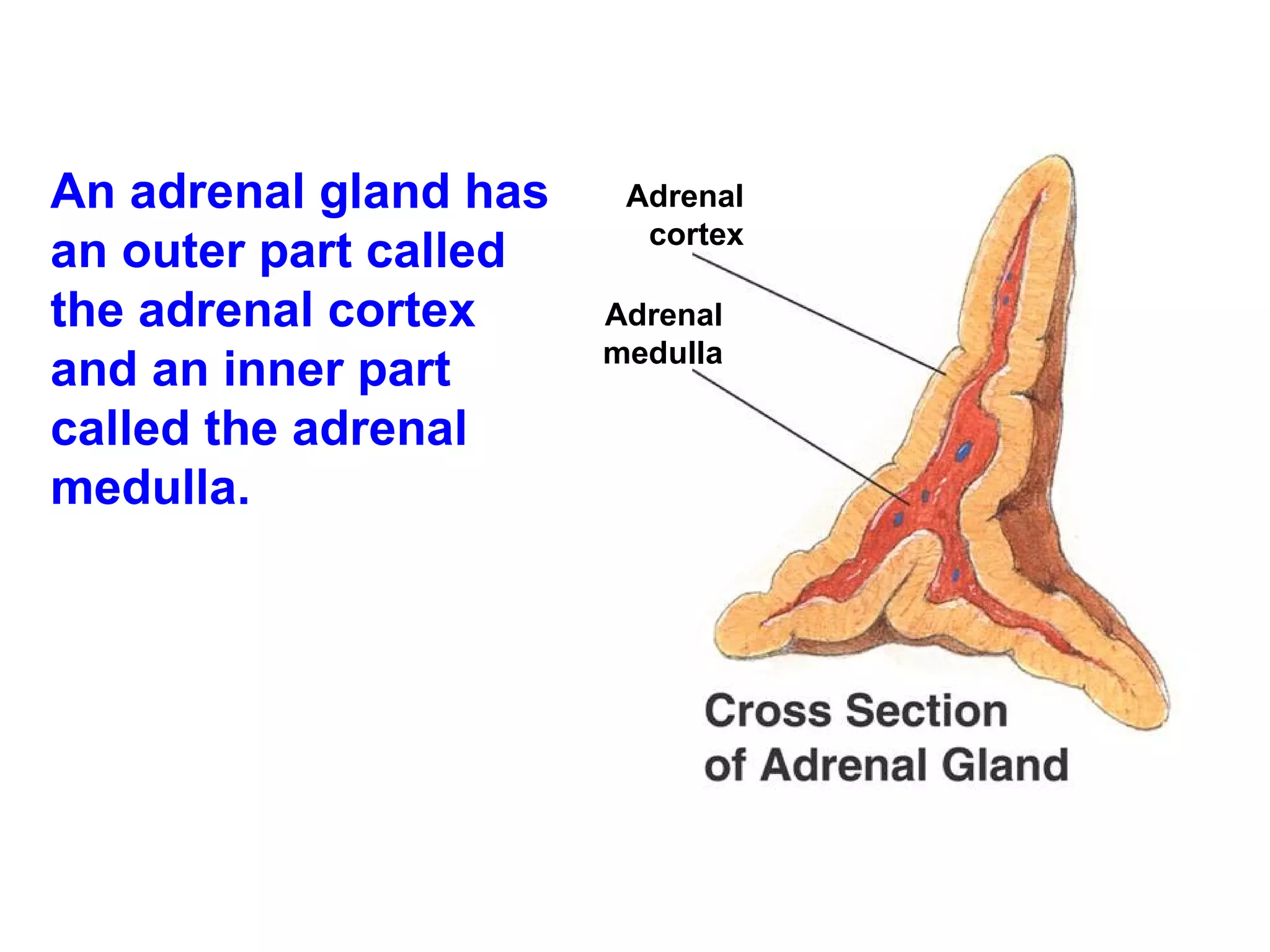 An adrenal gland has an outer part called the adrenal cortex and an inner part called the adrenal medulla.  Adrenal cortex Adrenal medulla 