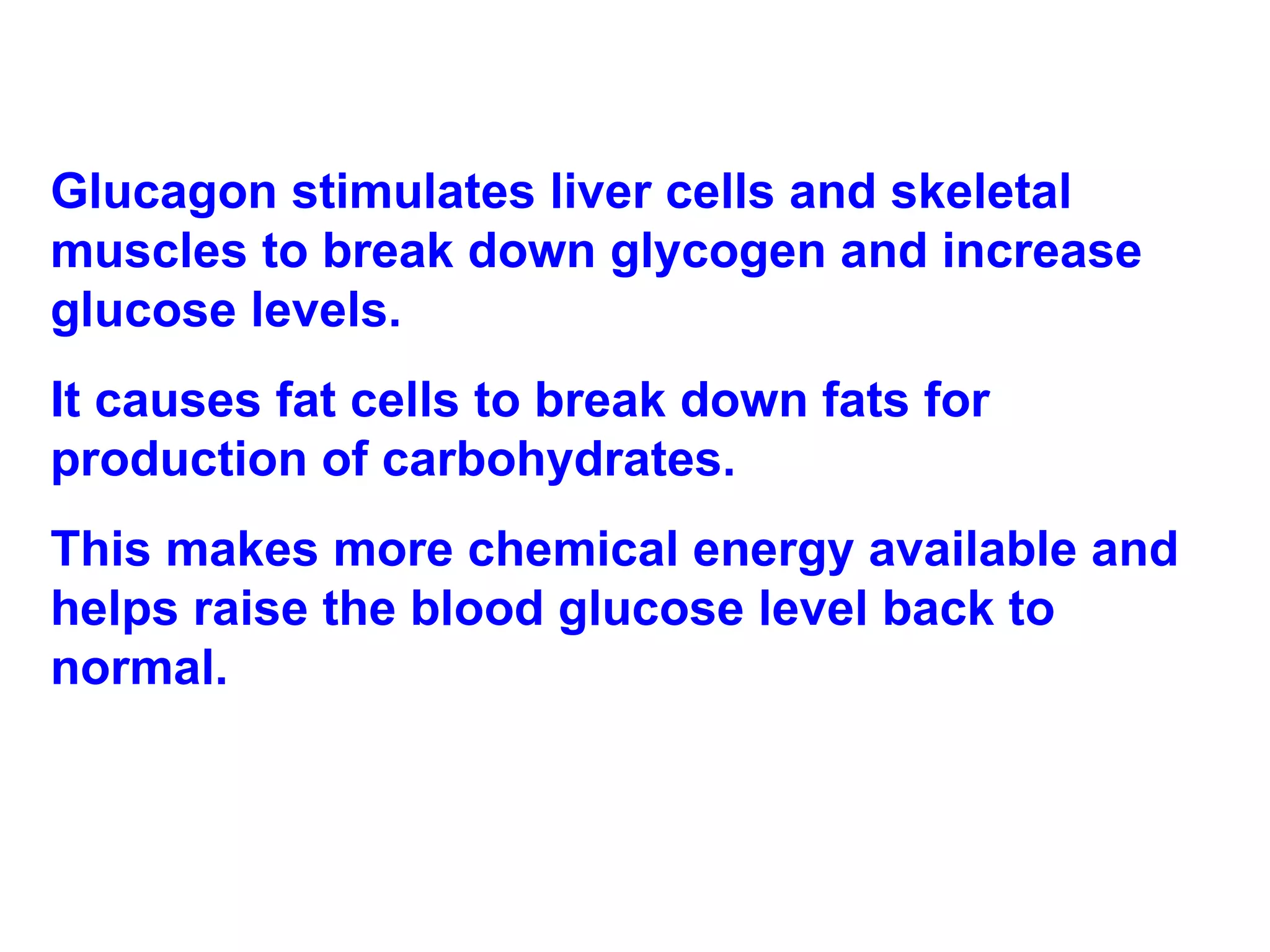 Glucagon stimulates liver cells and skeletal muscles to break down glycogen and increase glucose levels.  It causes fat cells to break down fats for production of carbohydrates.  This makes more chemical energy available and helps raise the blood glucose level back to normal. 