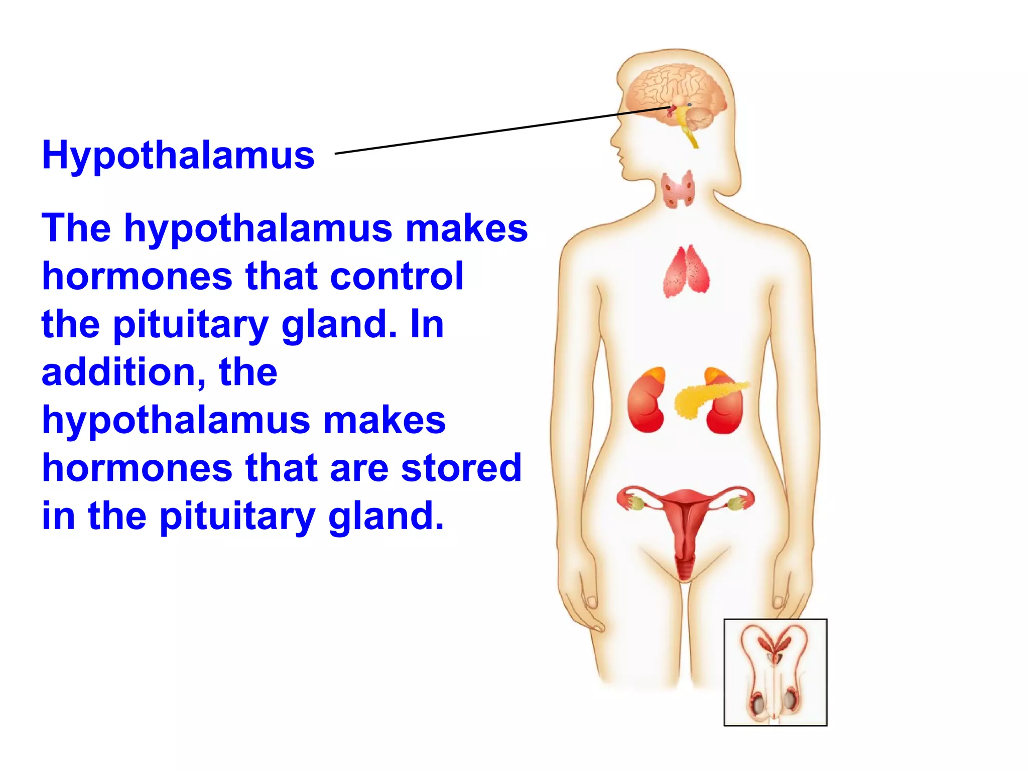 Hypothalamus  The hypothalamus makes hormones that control the pituitary gland. In addition, the hypothalamus makes hormones that are stored in the pituitary gland. 