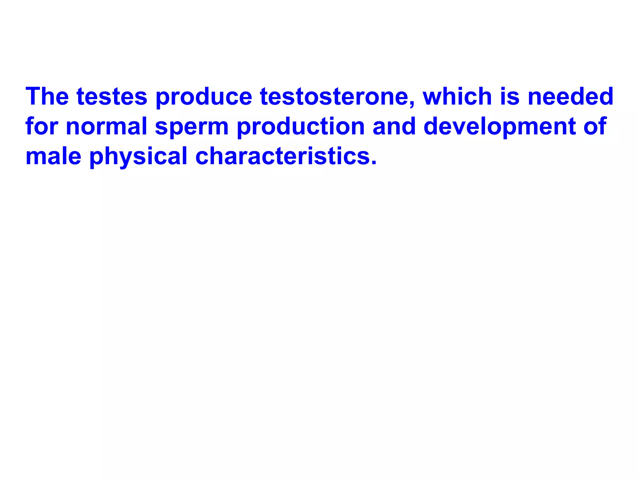 The testes produce testosterone, which is needed for normal sperm production and development of male physical characteristics. 