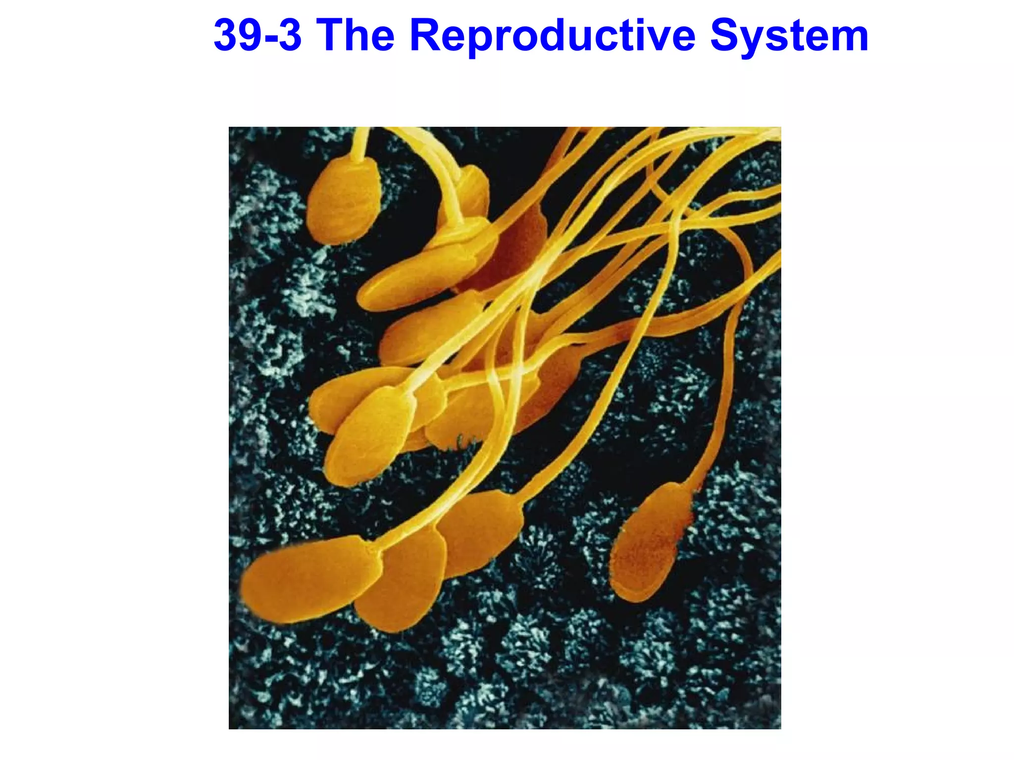 39-3 The Reproductive System 