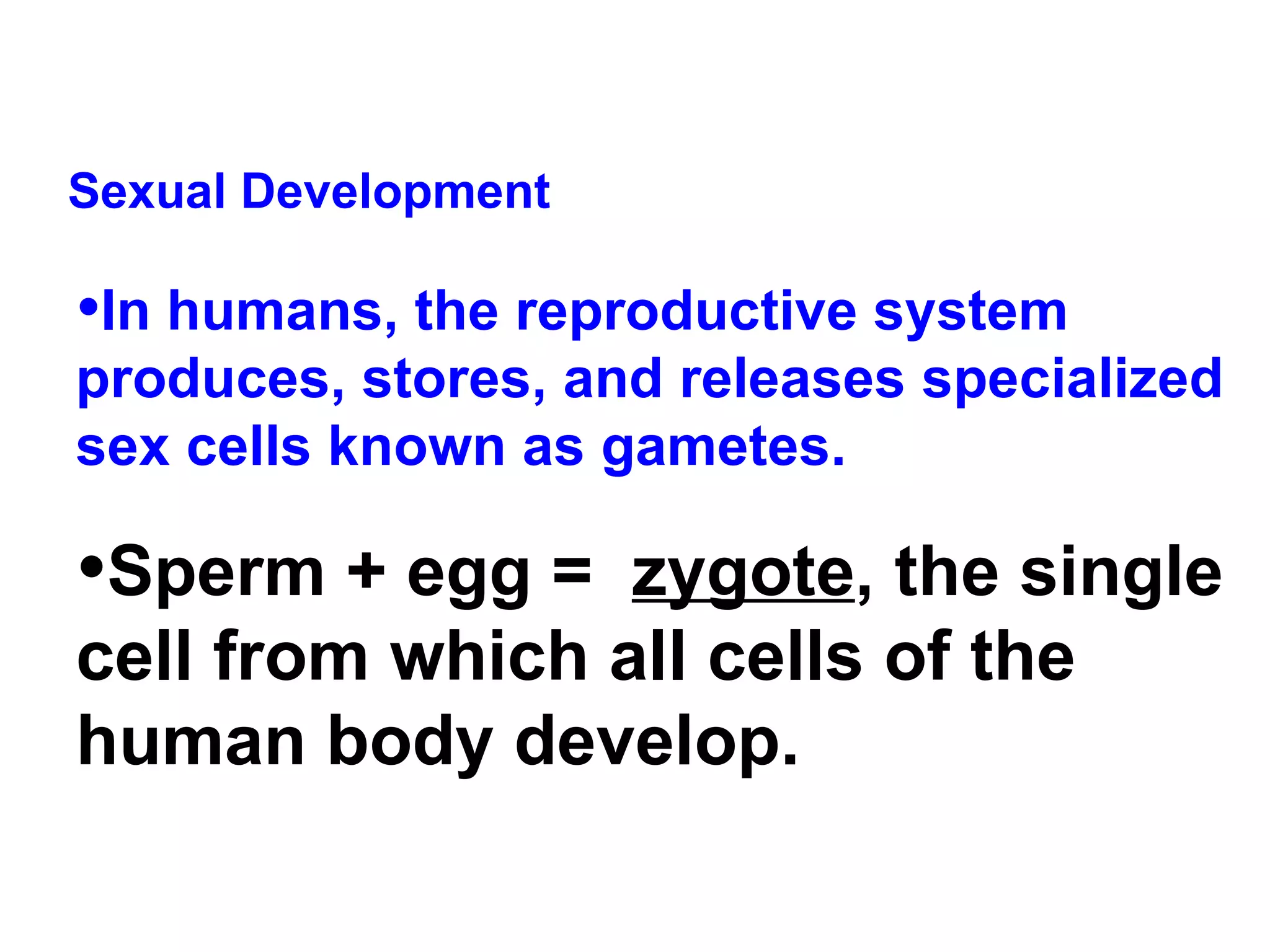 Sexual Development  In humans, the reproductive system produces, stores, and releases specialized sex cells known as gametes.  Sperm + egg =  zygote , the single cell from which all cells of the human body develop. 