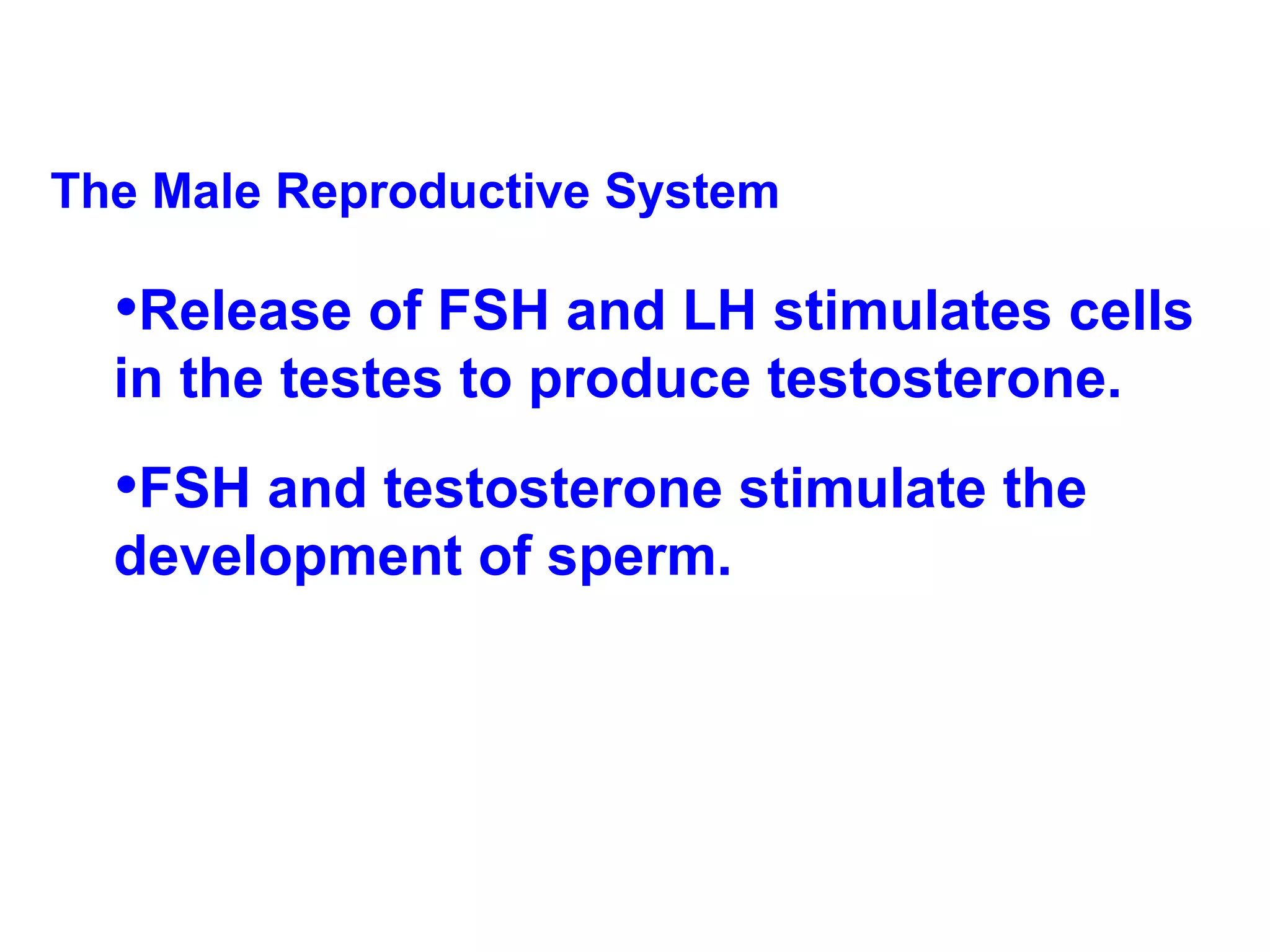 The Male Reproductive System Release of FSH and LH stimulates cells in the testes to produce testosterone.  FSH and testosterone stimulate the development of sperm. 