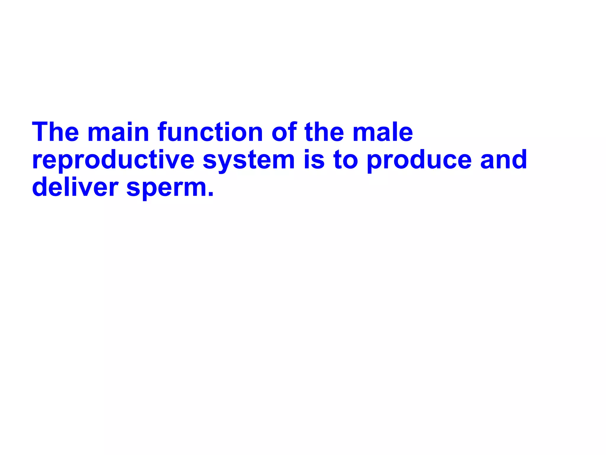 The main function of the male reproductive system is to produce and deliver sperm. 
