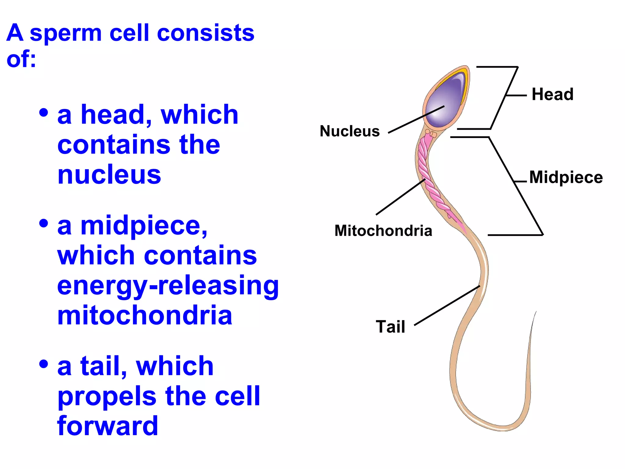 A sperm cell consists of: a head, which contains the nucleus a midpiece, which contains energy-releasing mitochondria  a tail, which propels the cell forward Head Nucleus Midpiece Mitochondria Tail 
