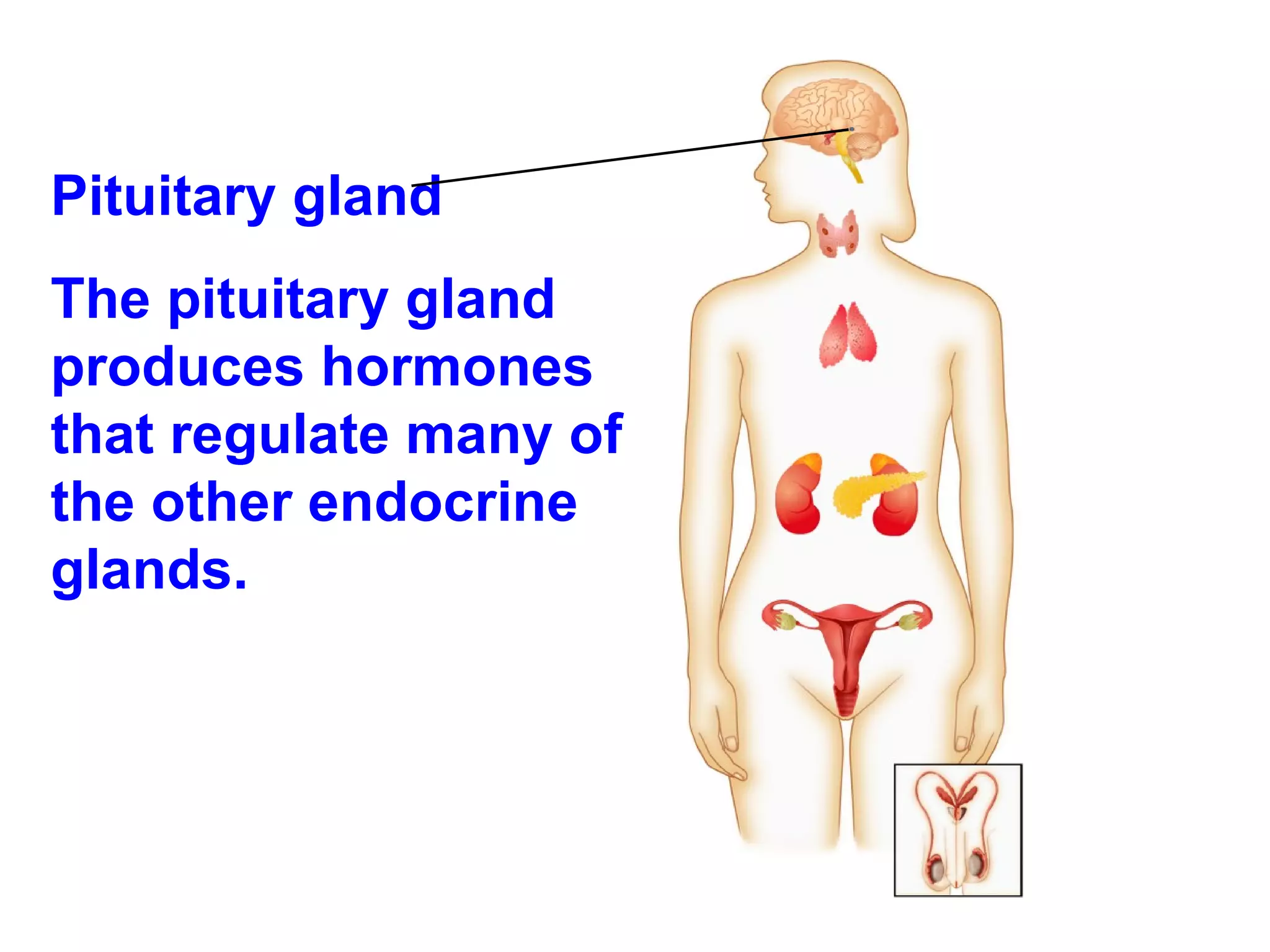 Pituitary gland  The pituitary gland produces hormones that regulate many of the other endocrine glands. 