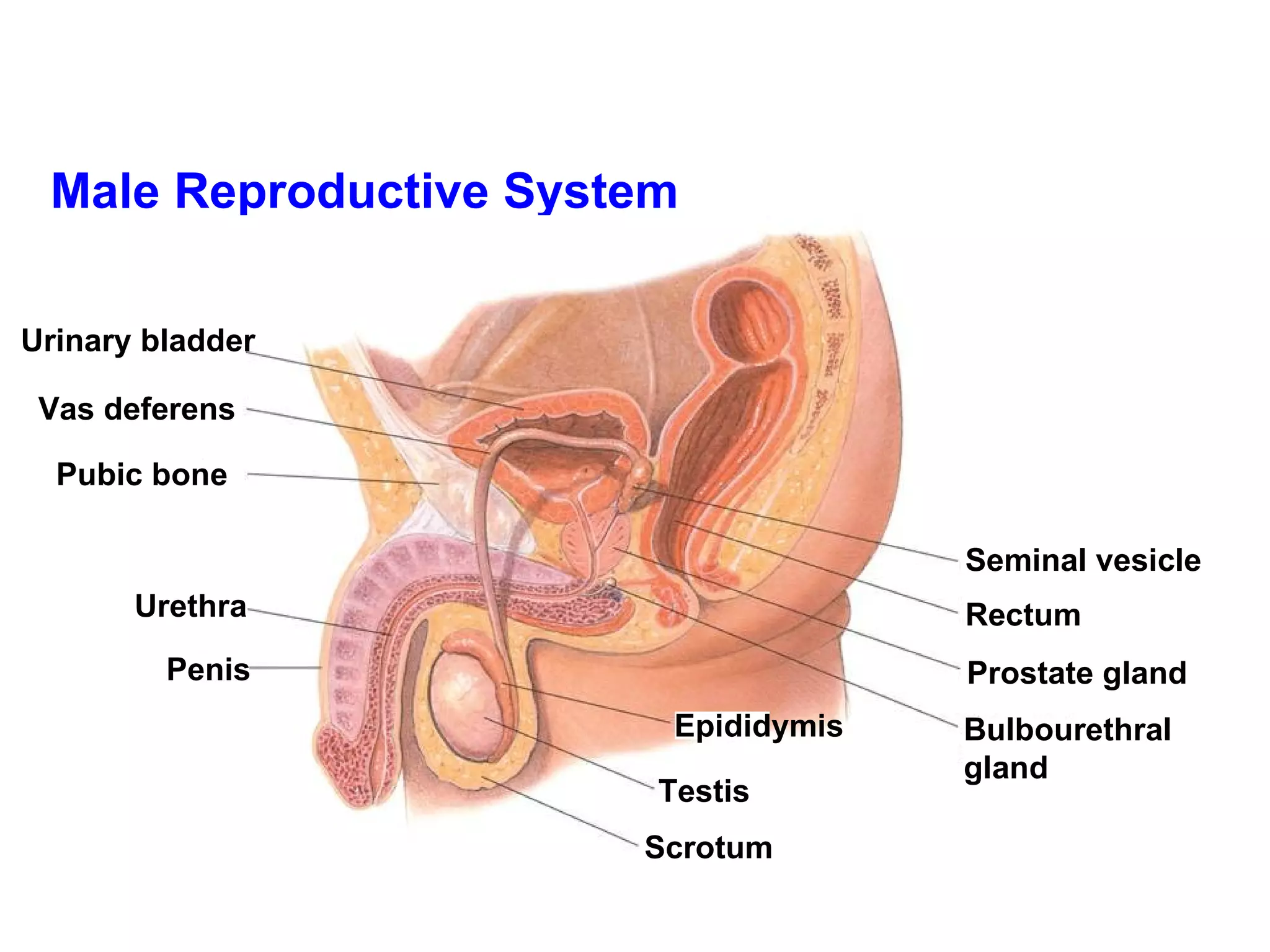 Male Reproductive System Urinary bladder Vas deferens Pubic bone Urethra  Penis  Seminal vesicle Rectum  Prostate gland   Bulbourethral gland Scrotum  Testis  Epididymis   