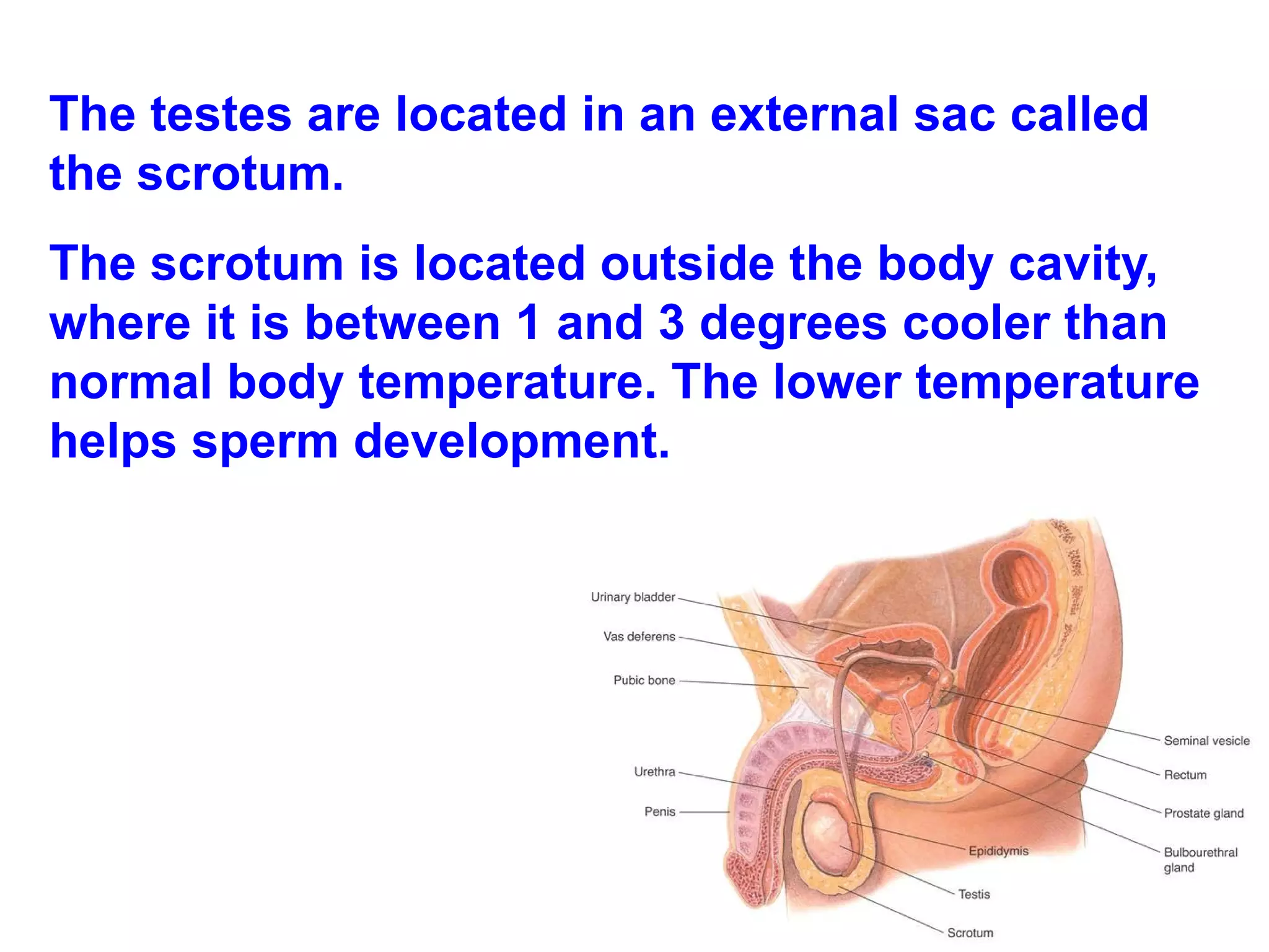 The testes are located in an external sac called the scrotum. The scrotum is located outside the body cavity, where it is between 1 and 3 degrees cooler than normal body temperature. The lower temperature helps sperm development. 