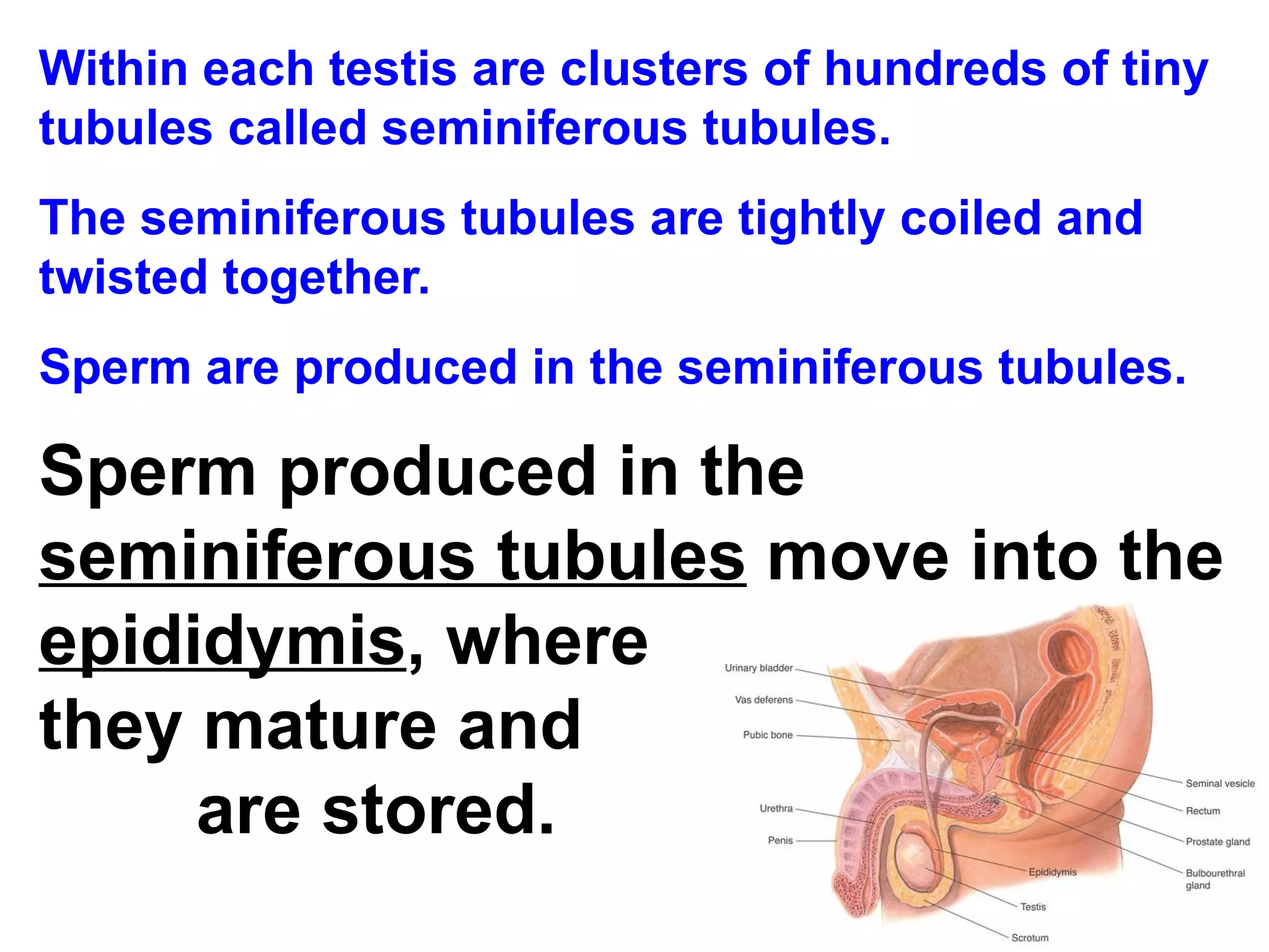 Within each testis are clusters of hundreds of tiny tubules called seminiferous tubules.  The seminiferous tubules are tightly coiled and twisted together.  Sperm are produced in the seminiferous tubules. Sperm produced in the  seminiferous tubules  move into the  epididymis , where  they mature and  are stored. 