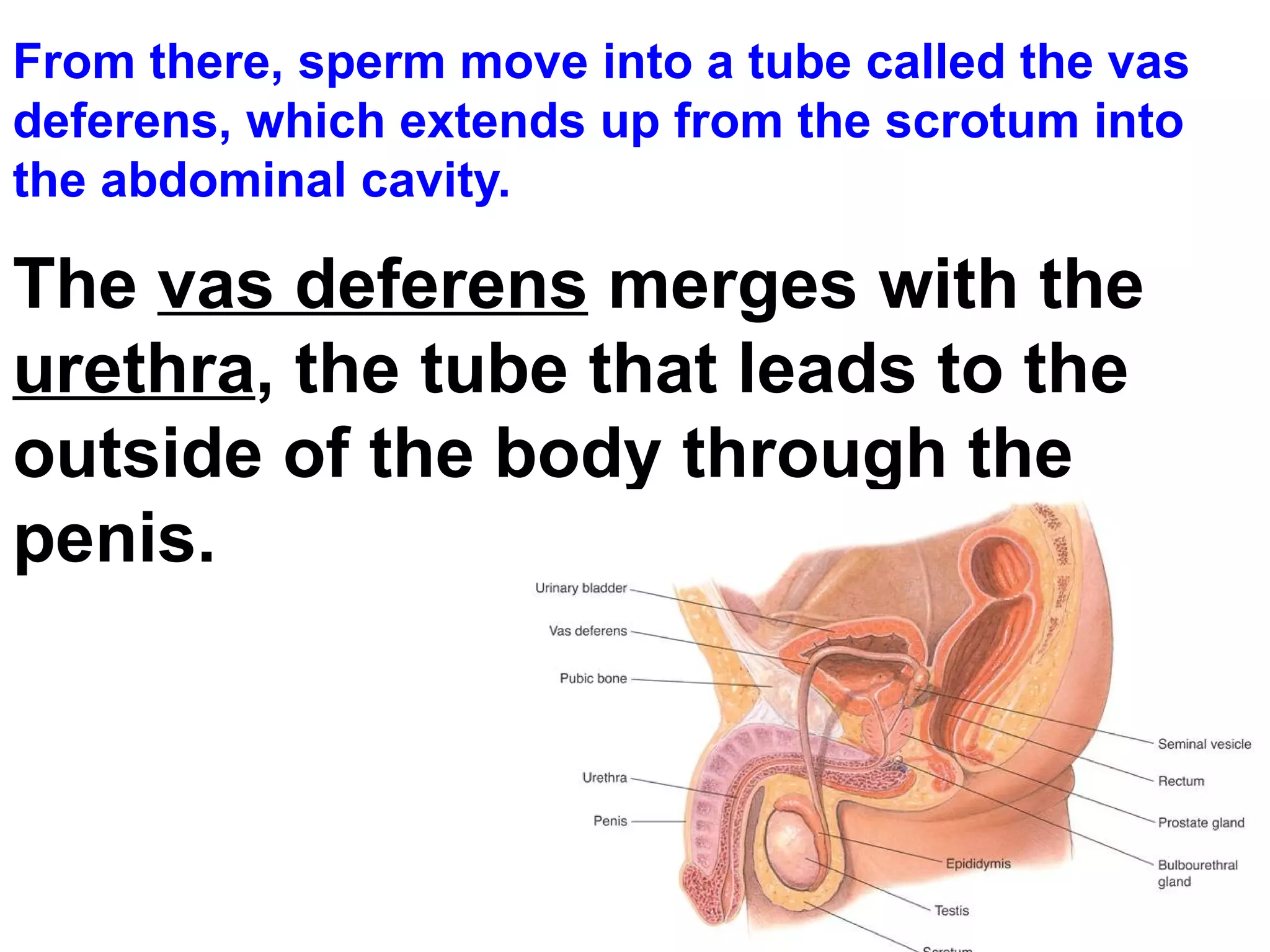 From there, sperm move into a tube called the vas deferens, which extends up from the scrotum into the abdominal cavity.  The  vas deferens  merges with the  urethra , the tube that leads to the outside of the body through the penis. 