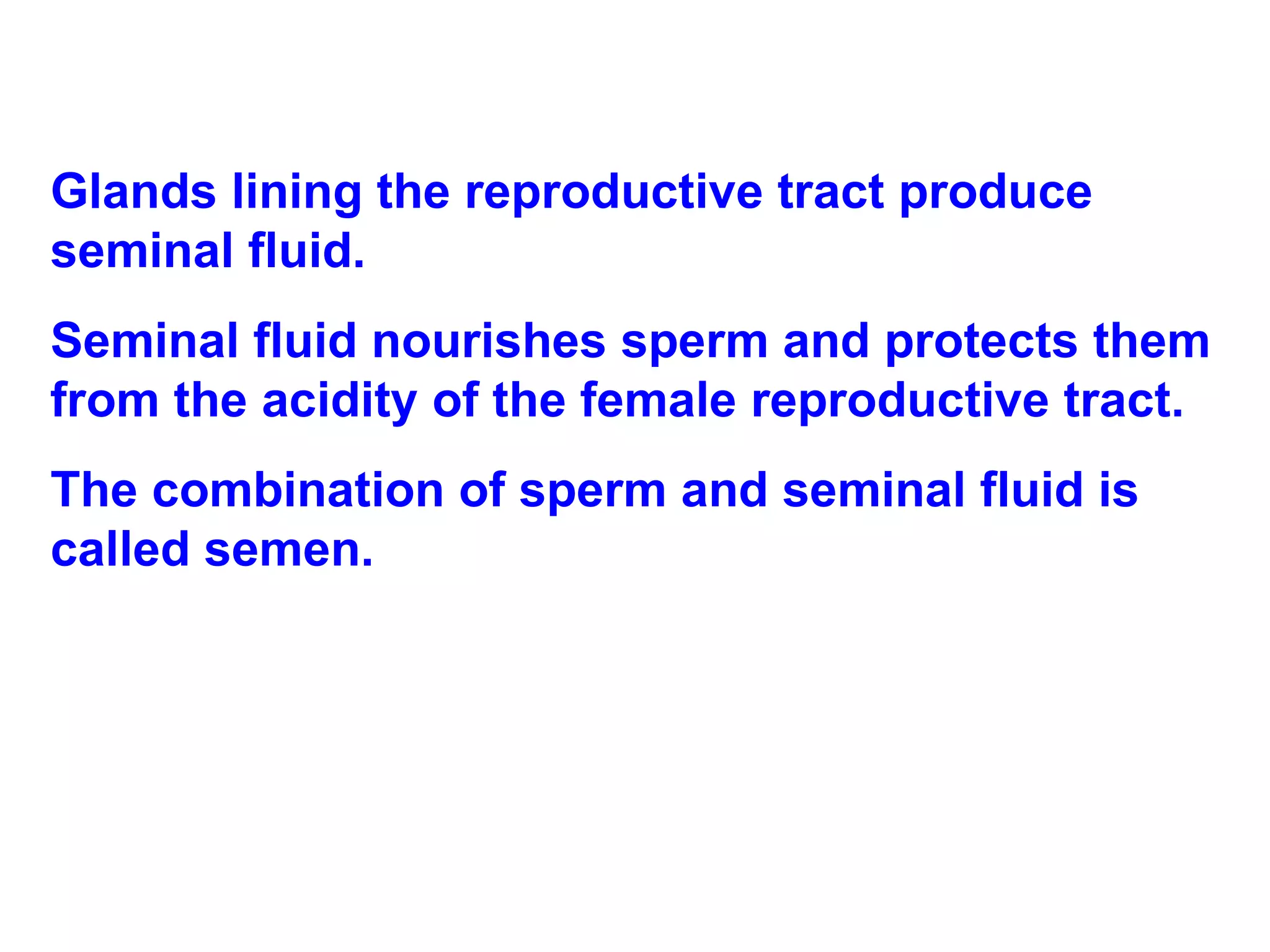Glands lining the reproductive tract produce seminal fluid. Seminal fluid nourishes sperm and protects them from the acidity of the female reproductive tract.  The combination of sperm and seminal fluid is called semen.  