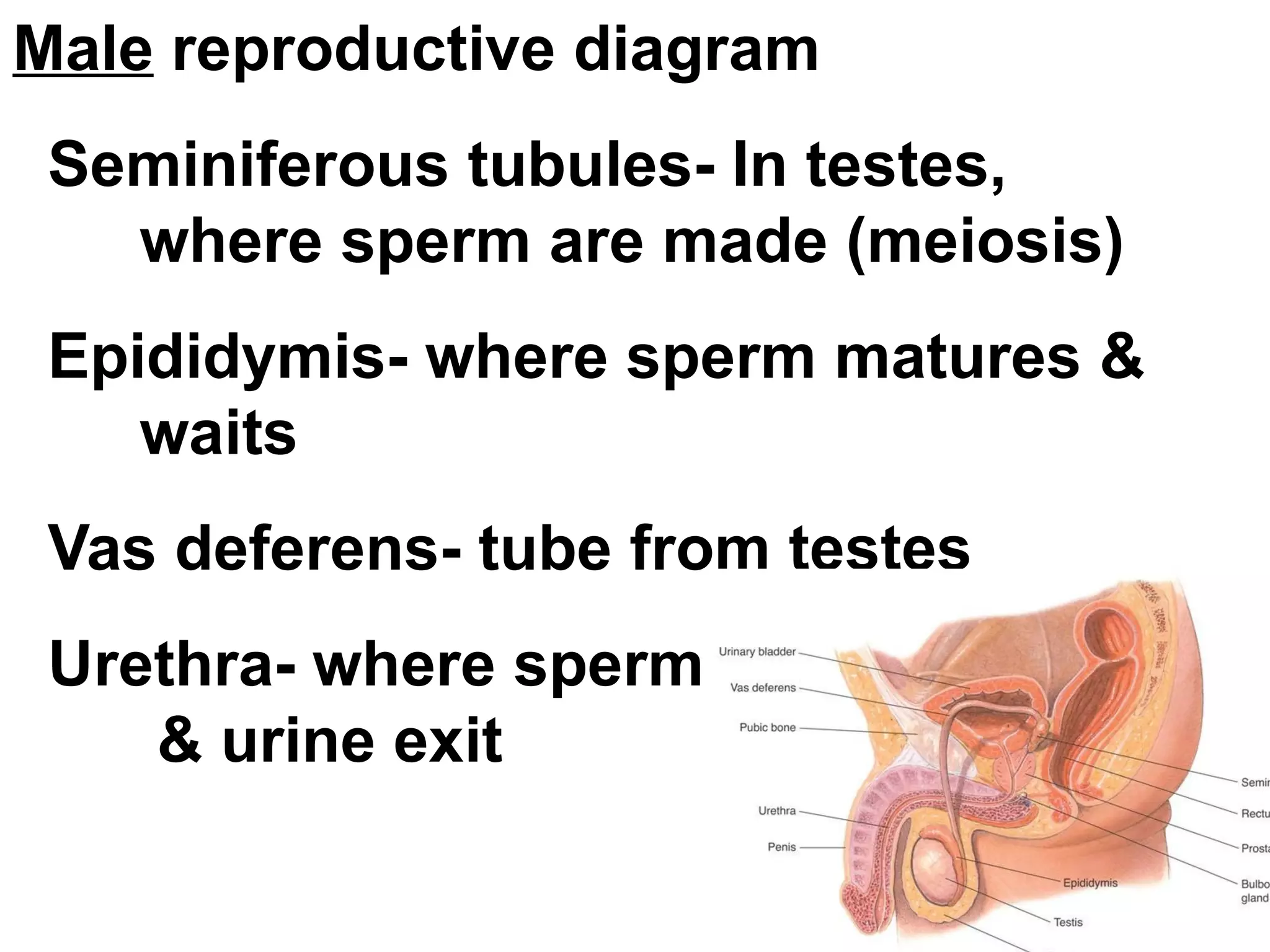 Male  reproductive diagram Seminiferous tubules- In testes,  where sperm are made (meiosis) Epididymis- where sperm matures &  waits Vas deferens- tube from testes Urethra- where sperm   & urine exit 