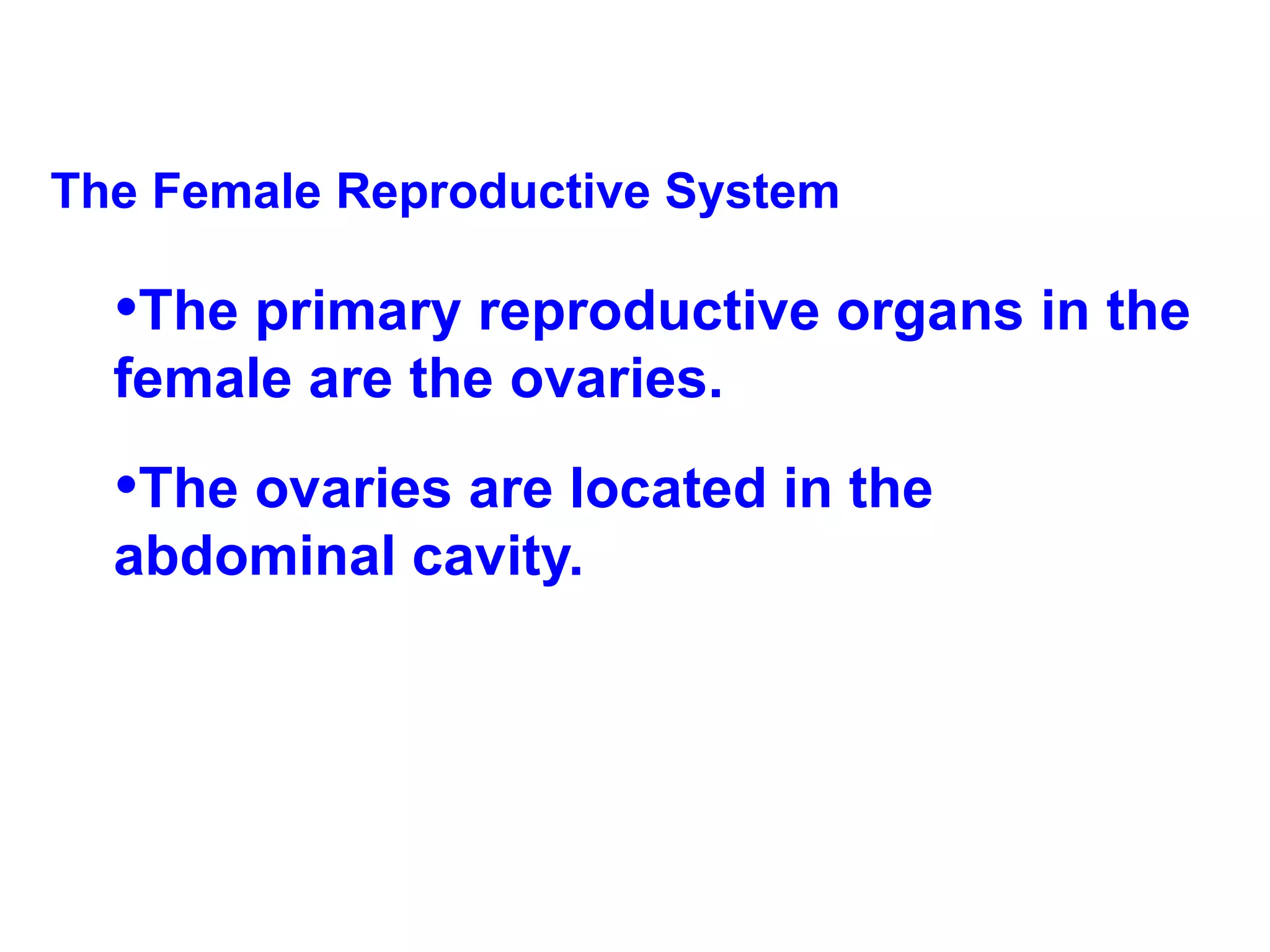 The Female Reproductive System The primary reproductive organs in the female are the ovaries. The ovaries are located in the abdominal cavity.  