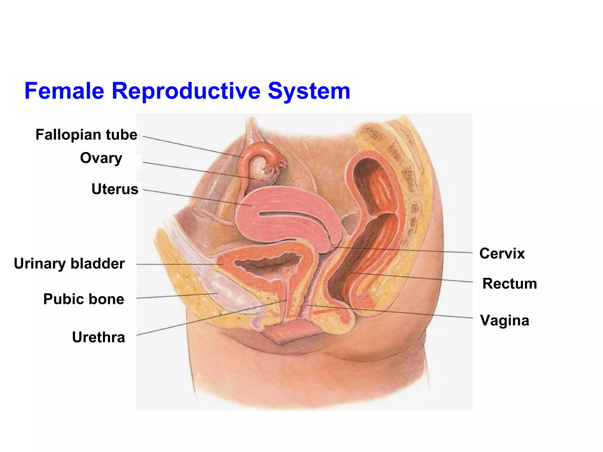 Female Reproductive System Fallopian tube Ovary  Uterus   Urinary bladder Pubic bone Urethra   Vagina   Rectum  Cervix  
