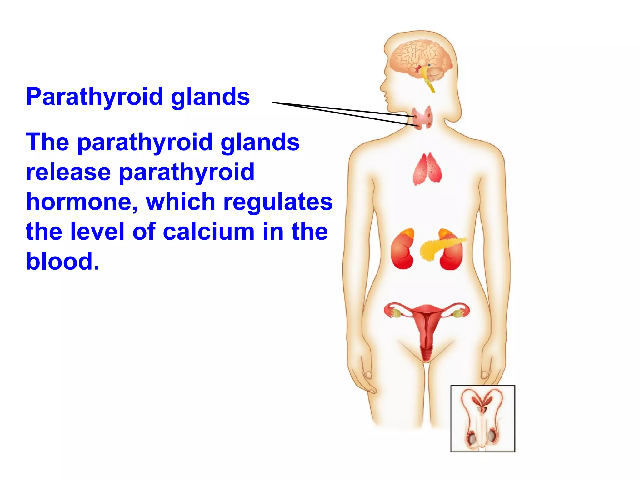 Parathyroid glands The parathyroid glands release parathyroid hormone, which regulates the level of calcium in the blood. 