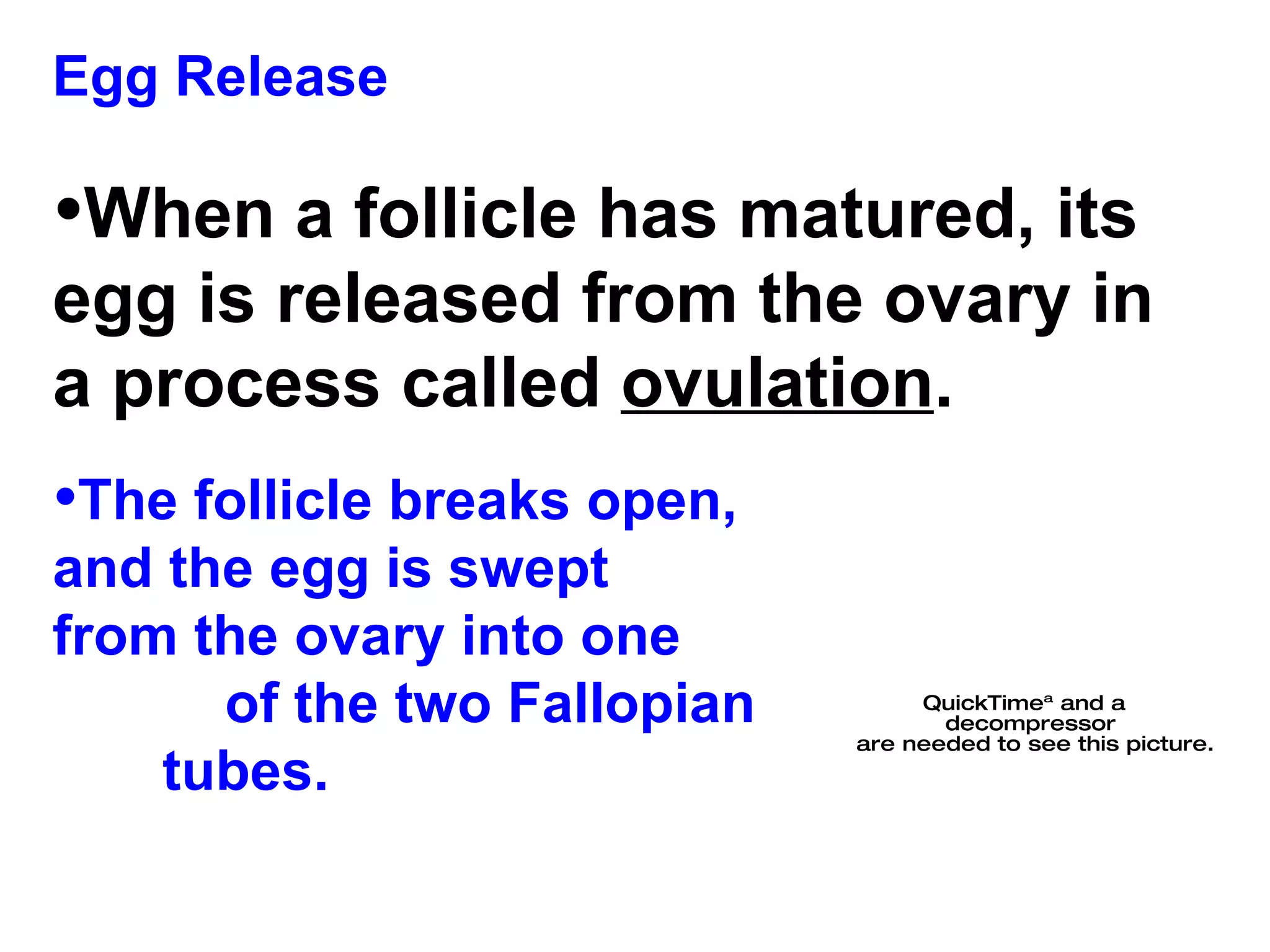 Egg Release When a follicle has matured, its egg is released from the ovary in a process called  ovulation .   The follicle breaks open,  and the egg is swept  from the ovary into one  of the two Fallopian  tubes. 