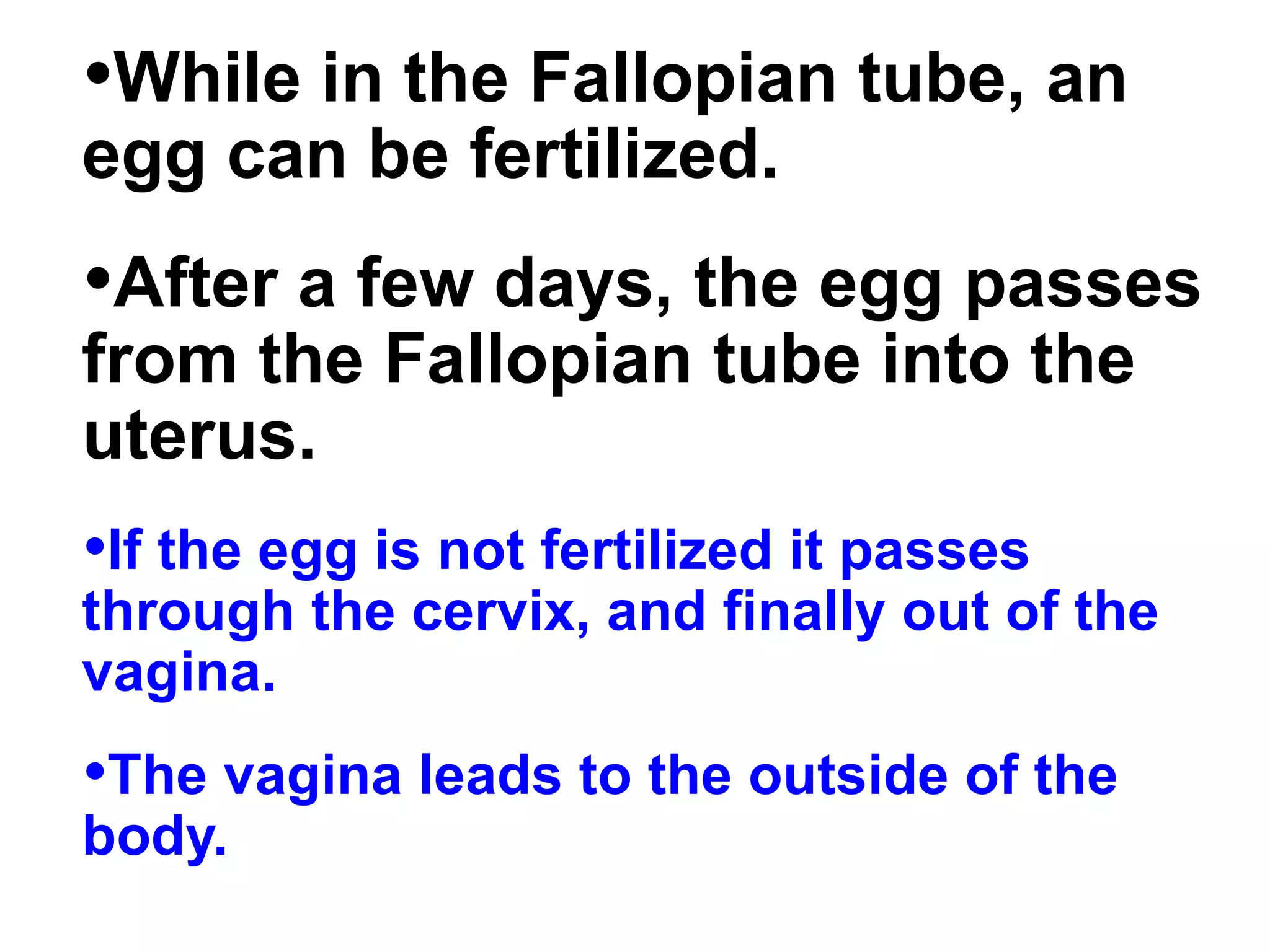 While in the Fallopian tube, an egg can be fertilized. After a few days, the egg passes from the Fallopian tube into the uterus. If the egg is not fertilized it passes through the cervix, and finally out of the vagina. The vagina leads to the outside of the body.  