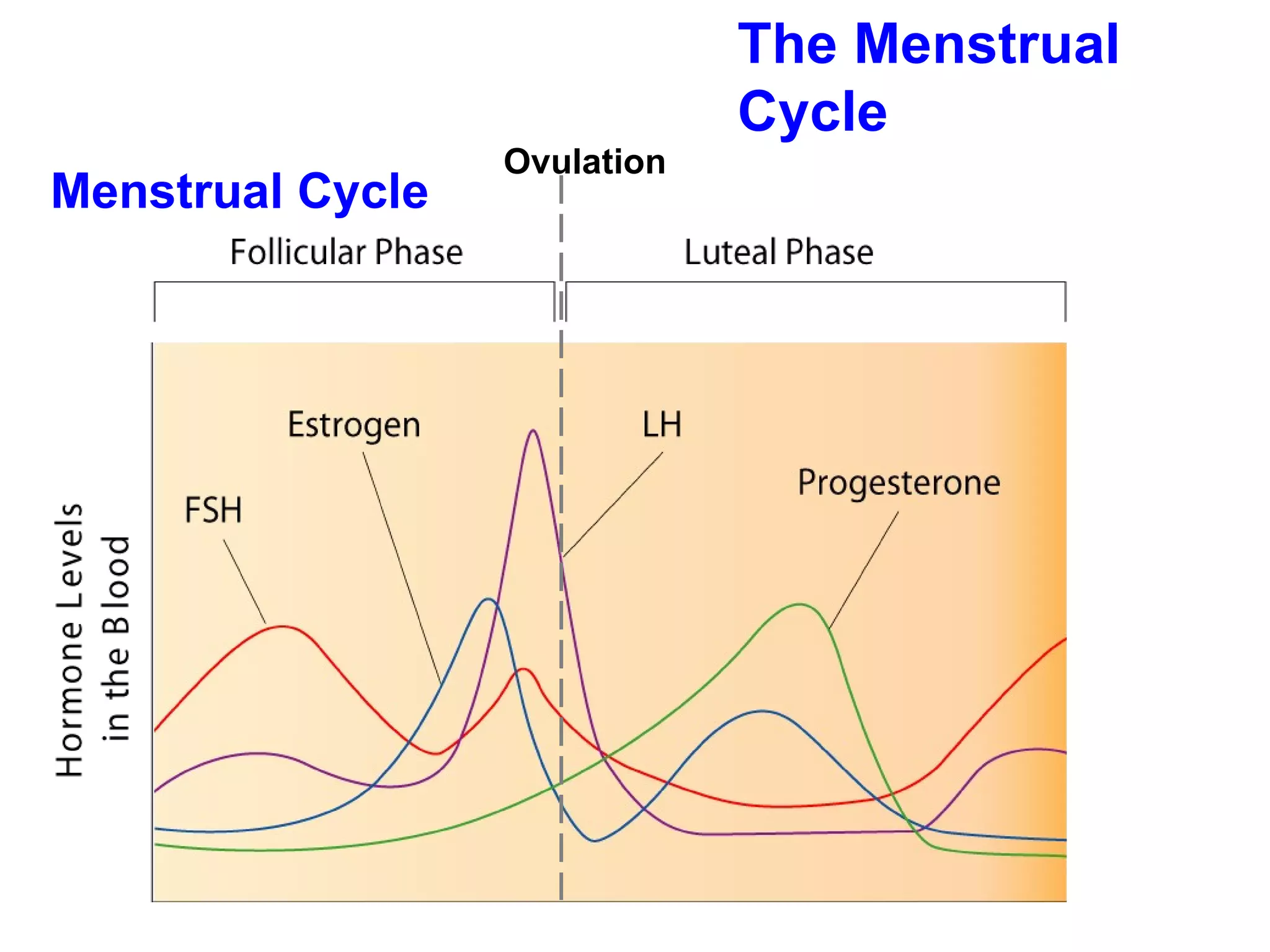 The Menstrual Cycle Menstrual Cycle Ovulation 