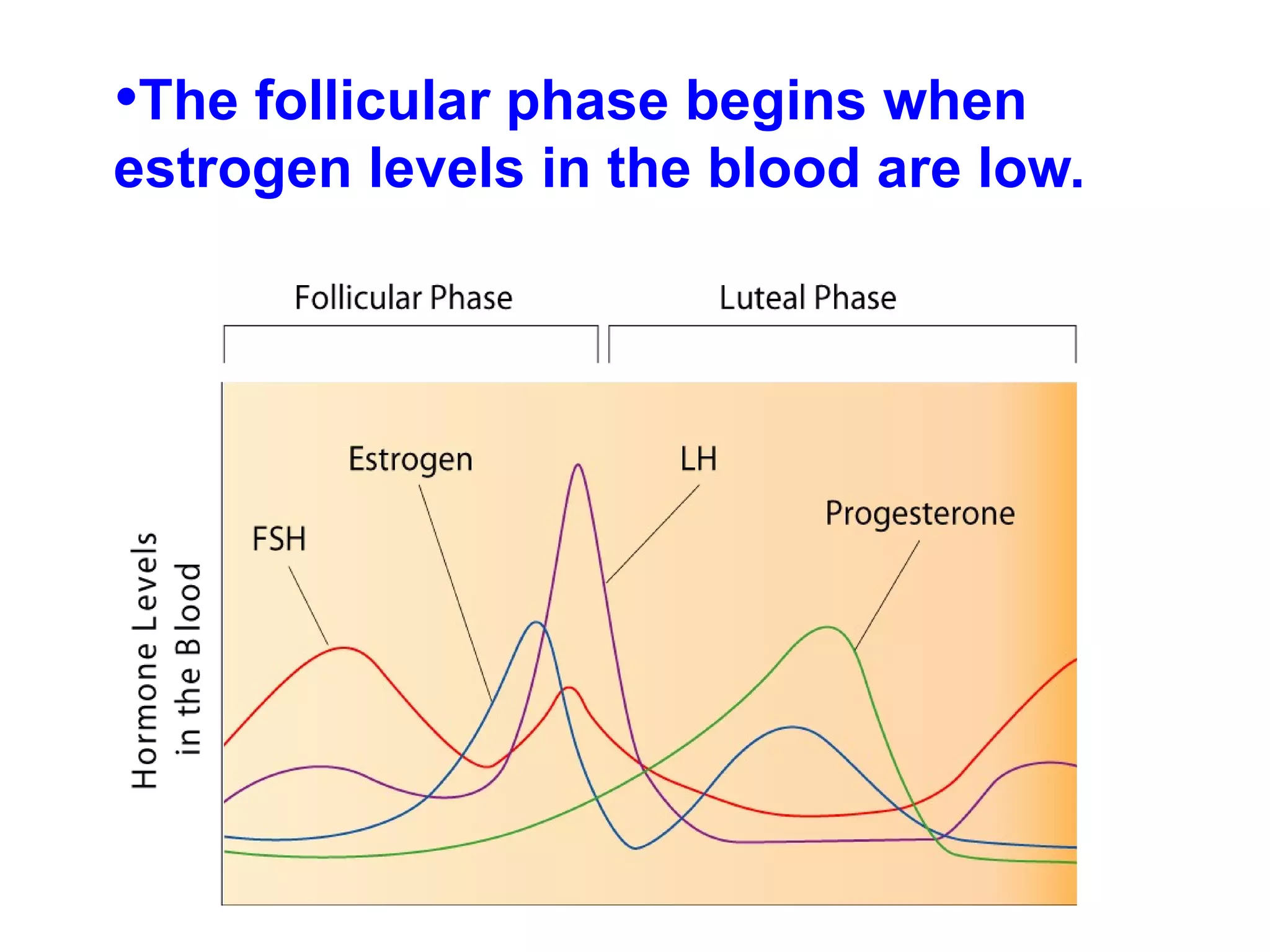 The follicular phase begins when estrogen levels in the blood are low.  