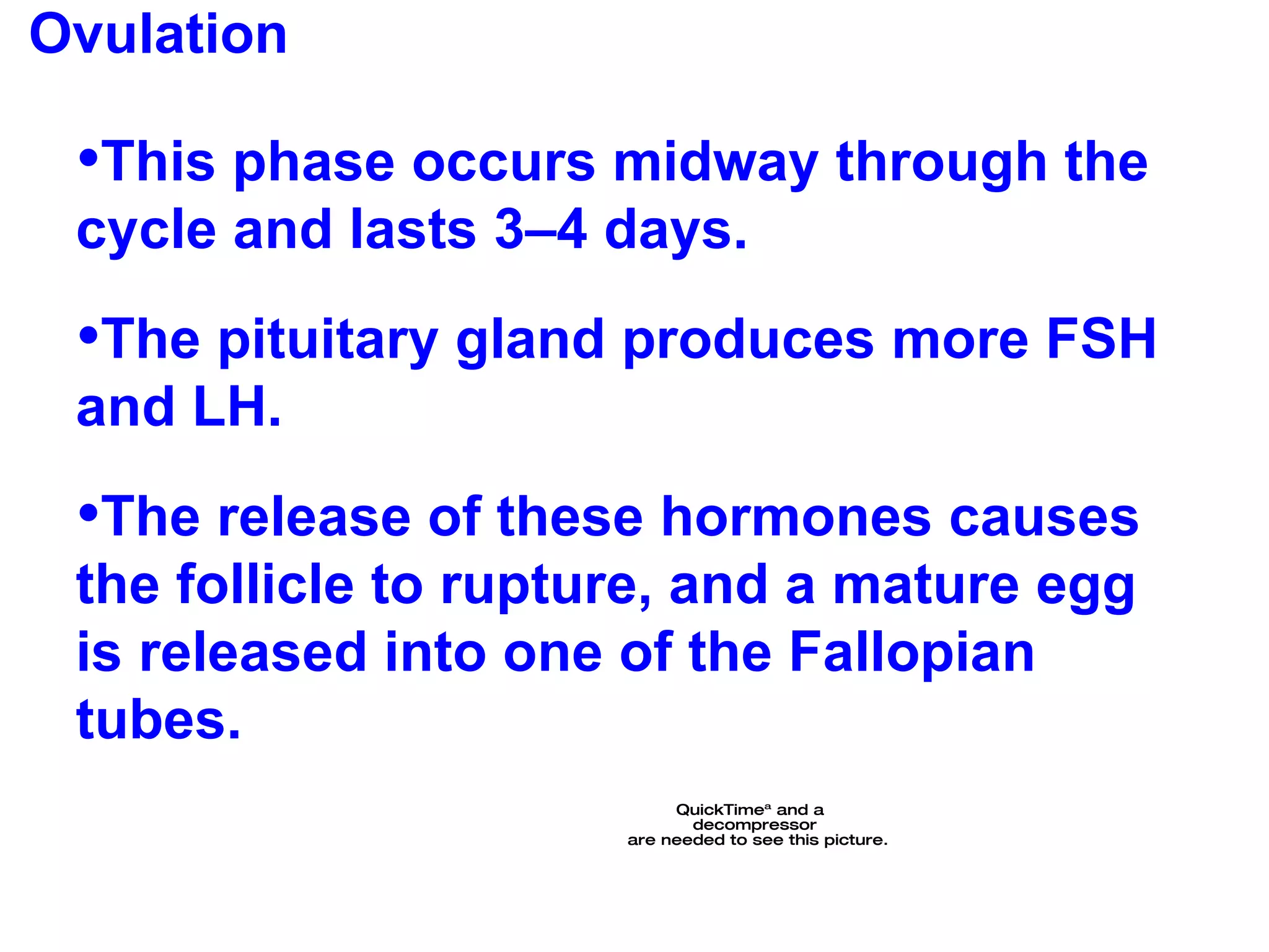 Ovulation This phase occurs midway through the cycle and lasts 3–4 days. The pituitary gland produces more FSH and LH.  The release of these hormones causes the follicle to rupture, and a mature egg is released into one of the Fallopian tubes. 