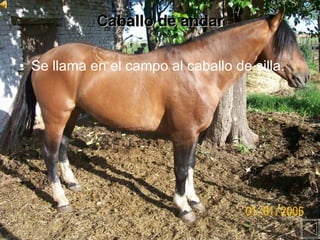 Caballo de andar Se llama en el campo al caballo de silla.   