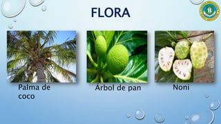 FLORA
Palma de
coco
Árbol de pan Noni
 