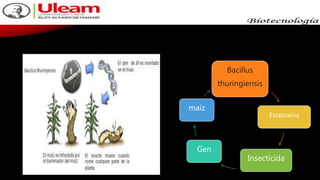 Bacillus
thuringiensis
Estatoxina
Insecticida
Gen
maíz
 