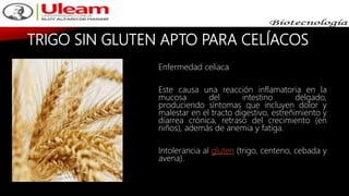 TRIGO SIN GLUTEN APTO PARA CELÍACOS
Enfermedad celíaca
Este causa una reacción inflamatoria en la
mucosa del intestino delgado,
produciendo síntomas que incluyen dolor y
malestar en el tracto digestivo, estreñimiento y
diarrea crónica, retraso del crecimiento (en
niños), además de anemia y fatiga.
Intolerancia al gluten (trigo, centeno, cebada y
avena).
 