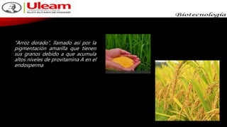 “Arroz dorado”, llamado así por la
pigmentación amarilla que tienen
sus granos debido a que acumula
altos niveles de provitamina A en el
endosperma
 
