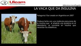 LA VACA QUE DA INSULINA
Patagonia I fue creado en Argentina en 2007
Produce leche con una molécula precursora de
la insulina que al añadirle una proteína en el
laboratorio, se convierte en insulina que
necesitan los diabéticos.
 
