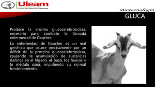 GLUCA
Produce la enzima glucocerebrosidasa,
necesaria para combatir la llamada
enfermedad de Gaucher.
La enfermedad de Gaucher es un mal
genético que ocurre precisamente por un
déficit de la proteína glucocerebrosidasa,
causando la acumulación de sustancias
dañinas en el hígado, el bazo, los huesos y
la médula ósea, impidiendo su normal
funcionamiento.
 
