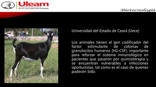 Universidad del Estado de Ceará (Uece)
Los animales tienen el gen codificador del
factor estimulante de colonias de
granulocitos humanos (hG-CSF), importante
para reforzar el sistema inmunológico en
pacientes que pasaron por quimioterapia y
se encuentran vulnerables a infecciones
oportunistas, tal como es el caso de quienes
padecen Sida.
 