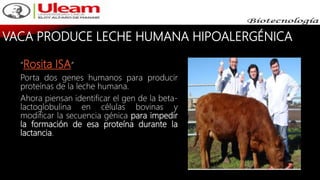 VACA PRODUCE LECHE HUMANA HIPOALERGÉNICA
“Rosita ISA“
Porta dos genes humanos para producir
proteínas de la leche humana.
Ahora piensan identificar el gen de la beta-
lactoglobulina en células bovinas y
modificar la secuencia génica para impedir
la formación de esa proteína durante la
lactancia.
 