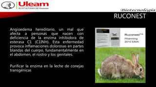 RUCONEST
Angioedema hereditario, un mal que
afecta a personas que nacen con
deficiencia de la enzima inhibidora de
esterasa C1 (C1INH). Esta enfermedad
provoca inflamaciones dolorosas en partes
blandas del cuerpo, fundamentalmente en
el abdomen, el rostro y los genitales.
Purificar la enzima en la leche de conejas
transgénicas
 