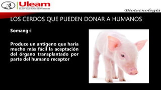 LOS CERDOS QUE PUEDEN DONAR A HUMANOS
Somang-i
Produce un antígeno que haría
mucho más fácil la aceptación
del órgano transplantado por
parte del humano receptor
 