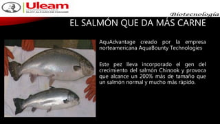 EL SALMÓN QUE DA MÁS CARNE
AquAdvantage creado por la empresa
norteamericana AquaBounty Technologies
Este pez lleva incorporado el gen del
crecimiento del salmón Chinook y provoca
que alcance un 200% más de tamaño que
un salmón normal y mucho más rápido.
 