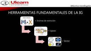 HERRAMIENTAS FUNDAMENTALES DE LA IG
• Enzimas de restricción
• Ligasas
• Vector
 