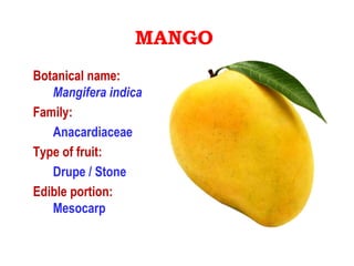 MANGO
Botanical name:
Mangifera indica
Family:
Anacardiaceae
Type of fruit:
Drupe / Stone
Edible portion:
Mesocarp
 